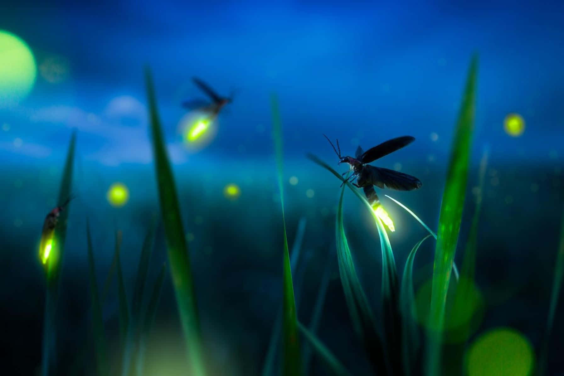 Enchanted Fireflies Night Glow