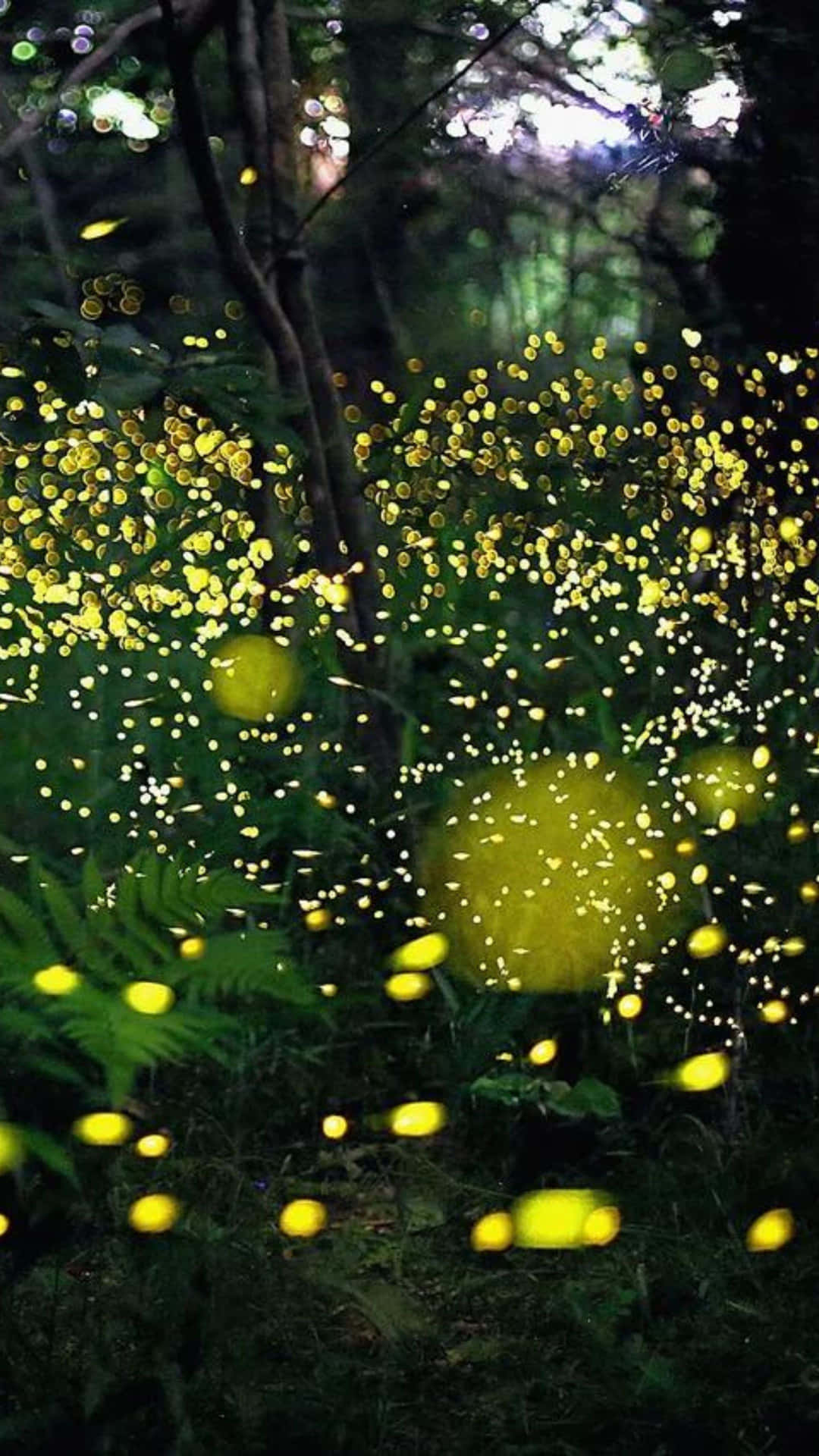 Enchanted Firefly Forest Glow