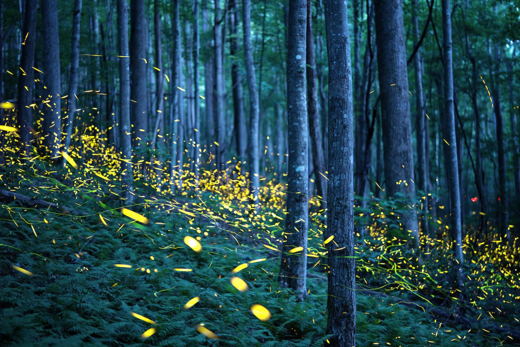 Enchanted Firefly Forest Night Background