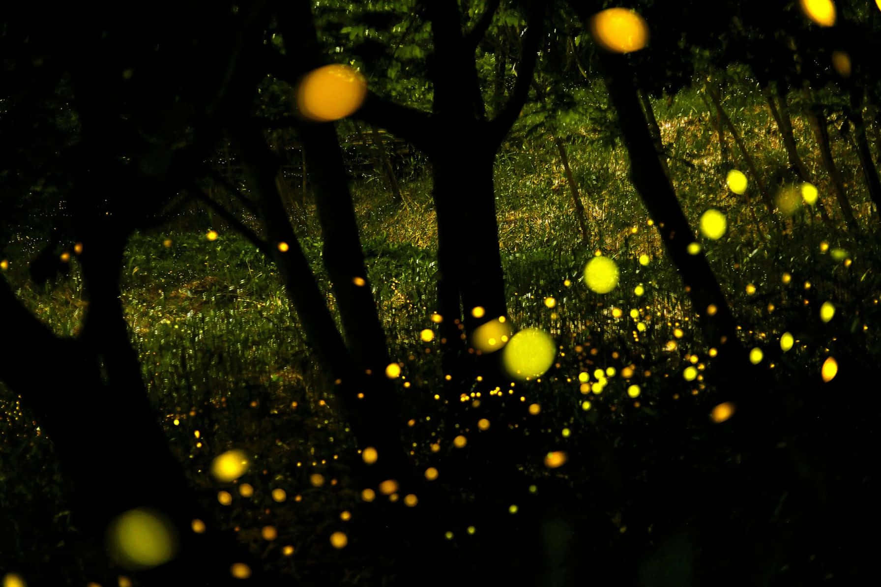 Enchanted Firefly Forest Night