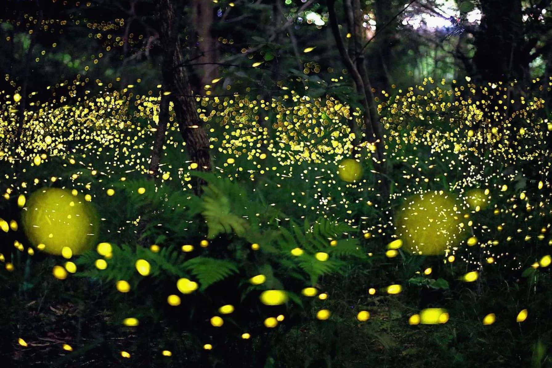 Enchanted Firefly Forest Night Background