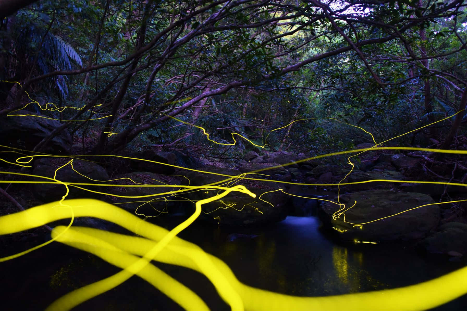 Enchanted Firefly Trail Night Background