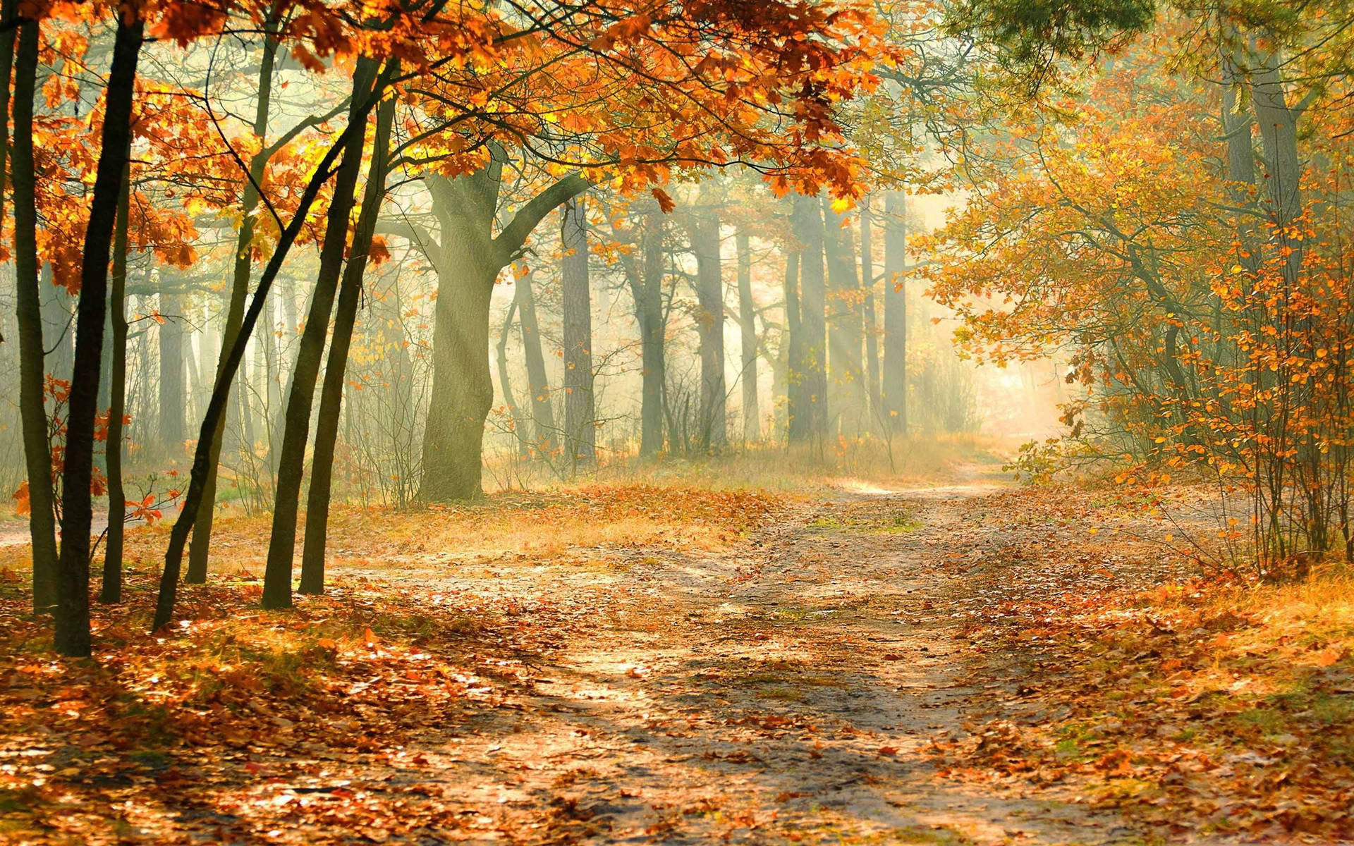 Enchanted Forest In The Fall Background