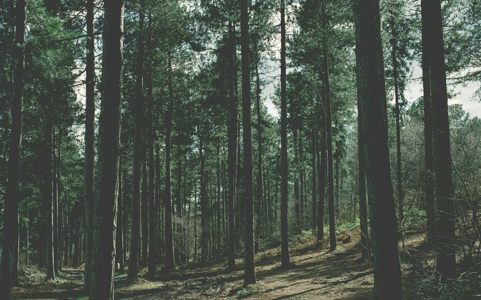 Enchanted Forest Path.jpg Background
