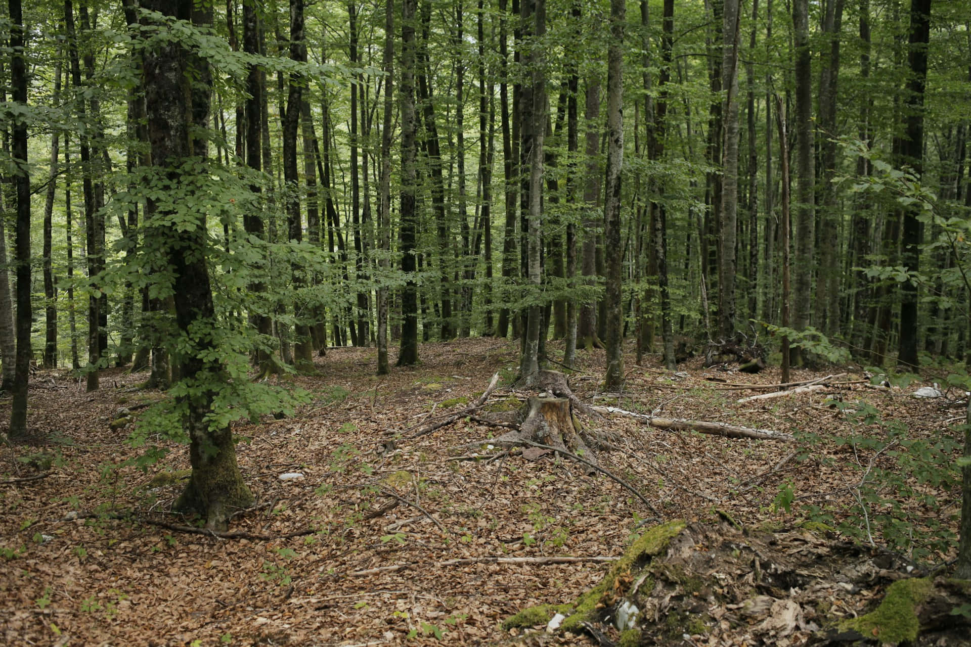 Enchanted_ Forest_ Serenity.jpg Background