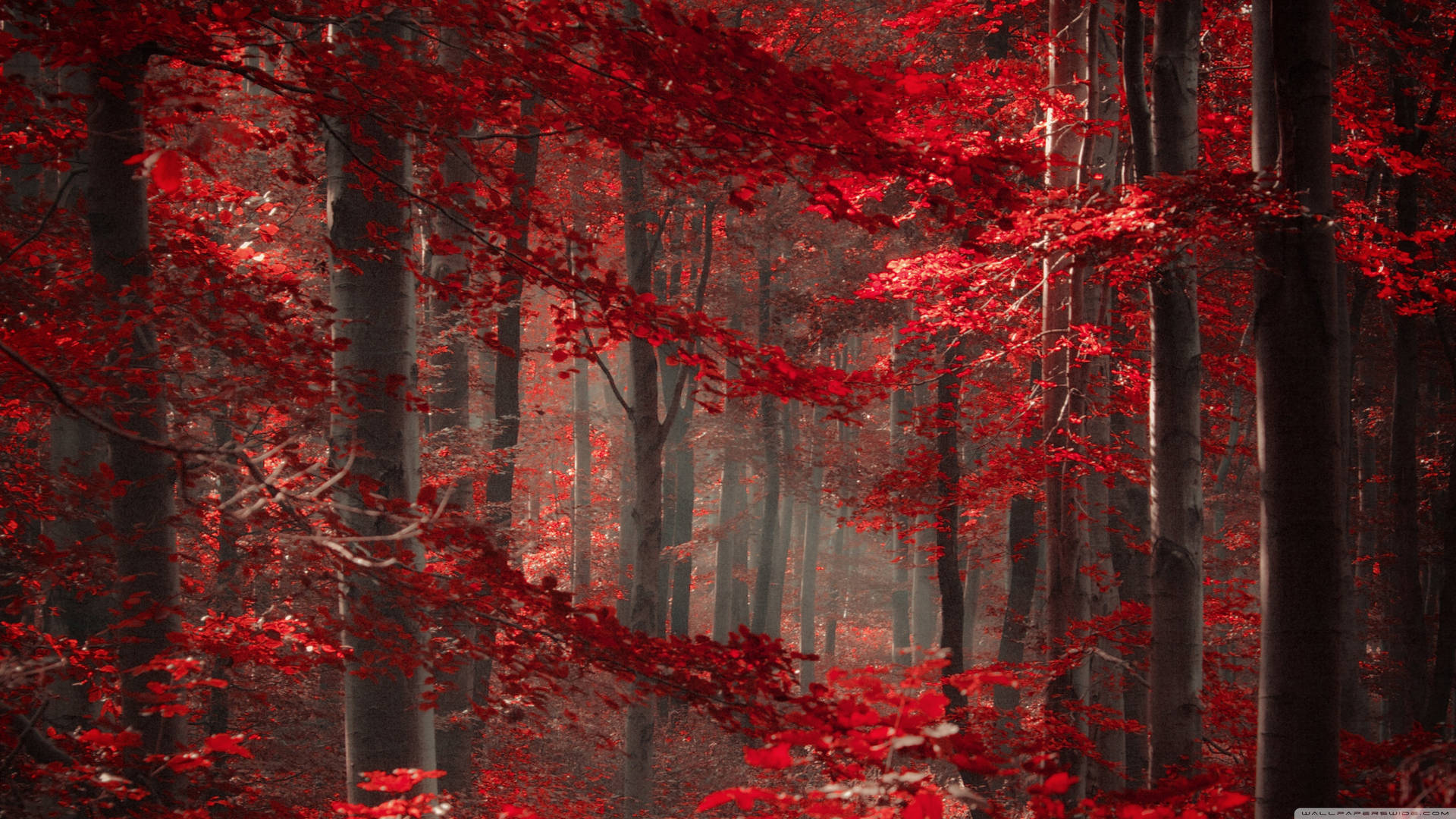 Enchanted Forest With Red Trees Background