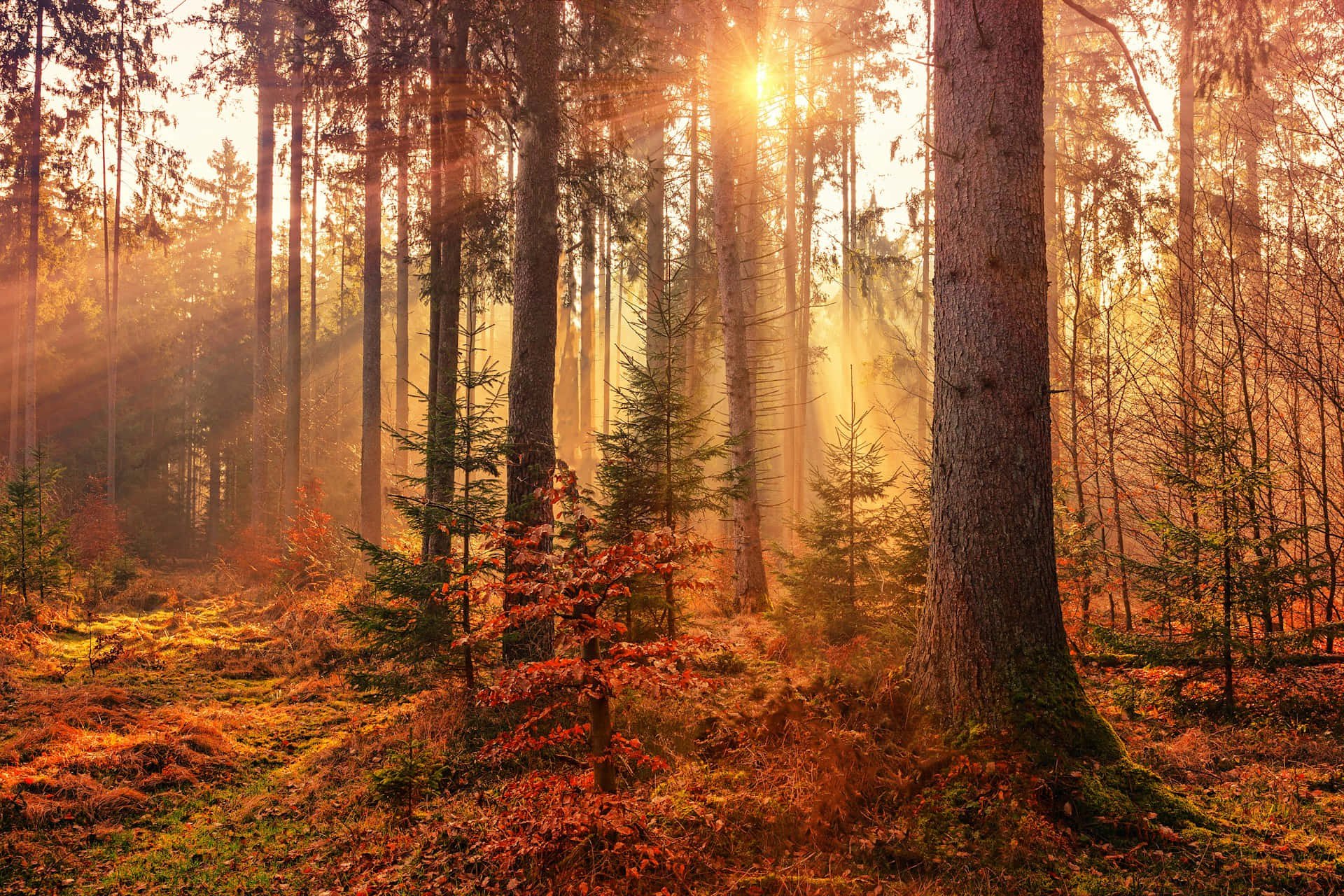 Enchanted Sunrise Forest.jpg Background