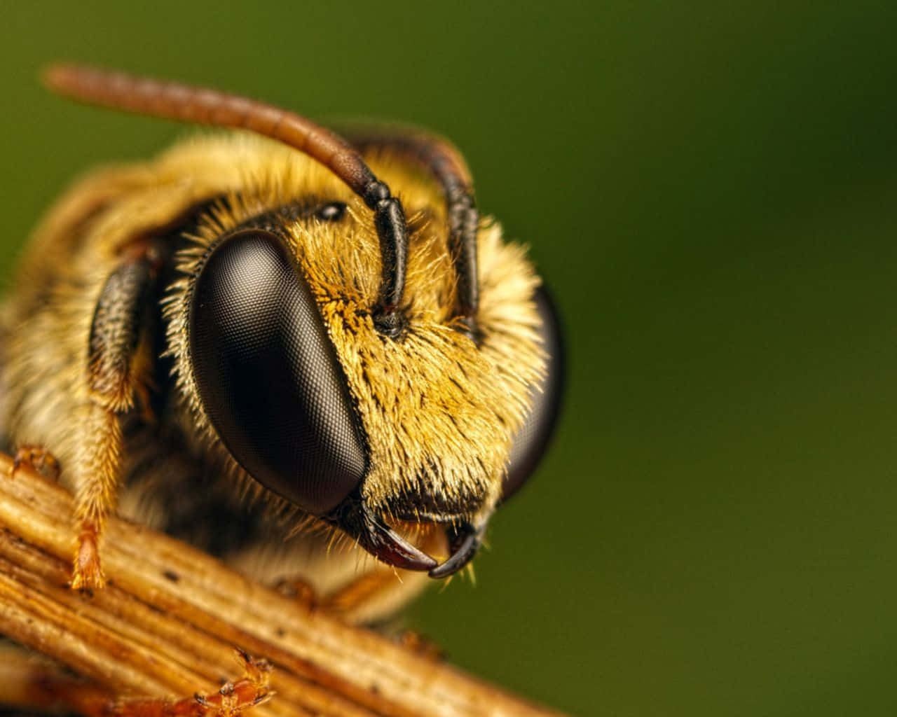 Enchanting Aesthetic Bee On A Flower Background
