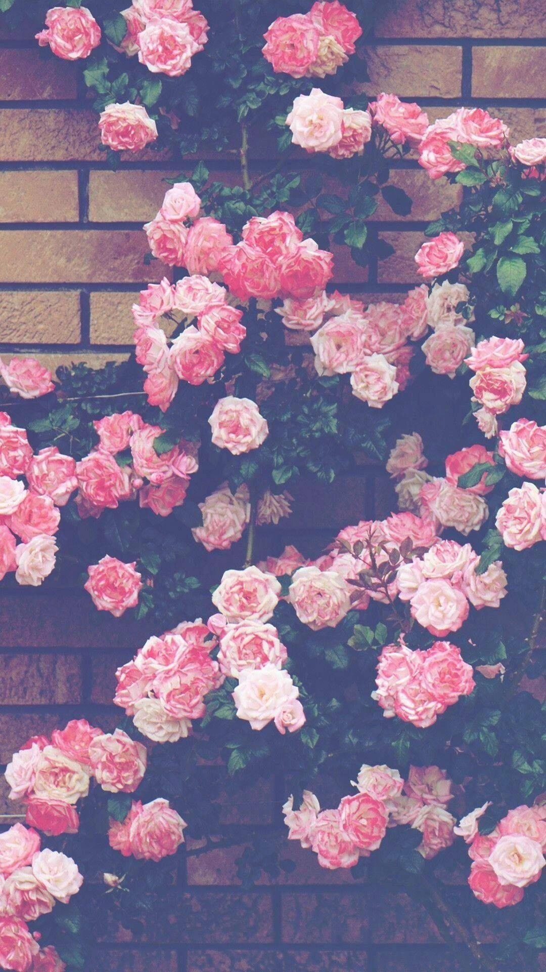 Enchanting Aesthetic Of Pink Flowers Against A Wall