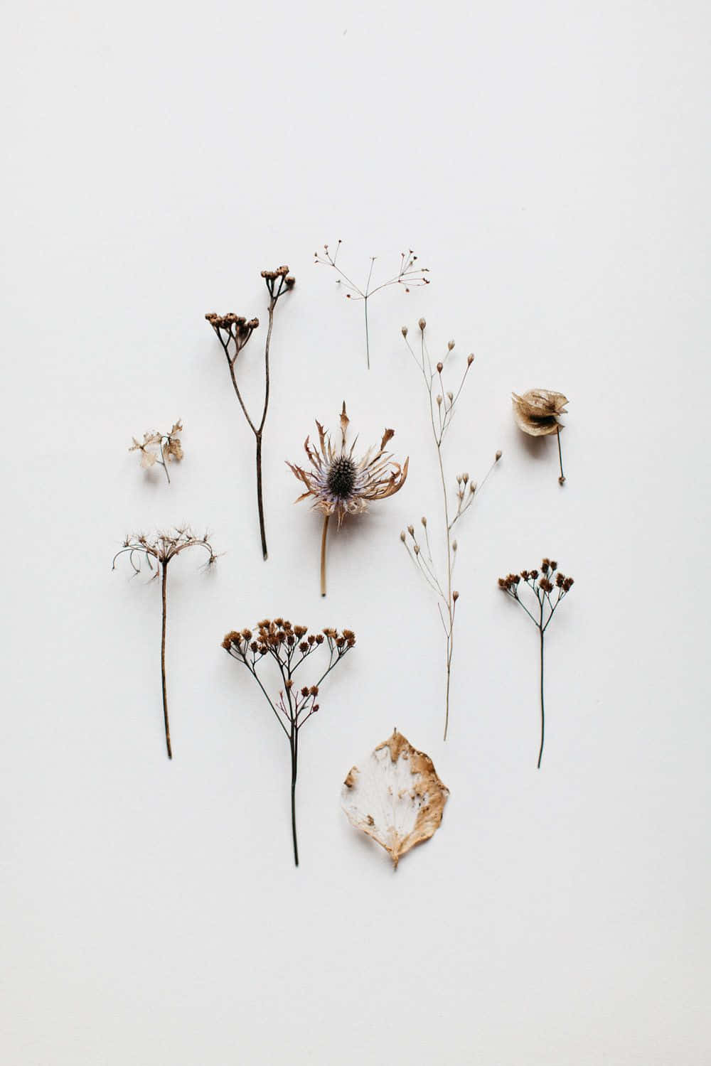 Enchanting Arrangement Of Dried Flowers Background