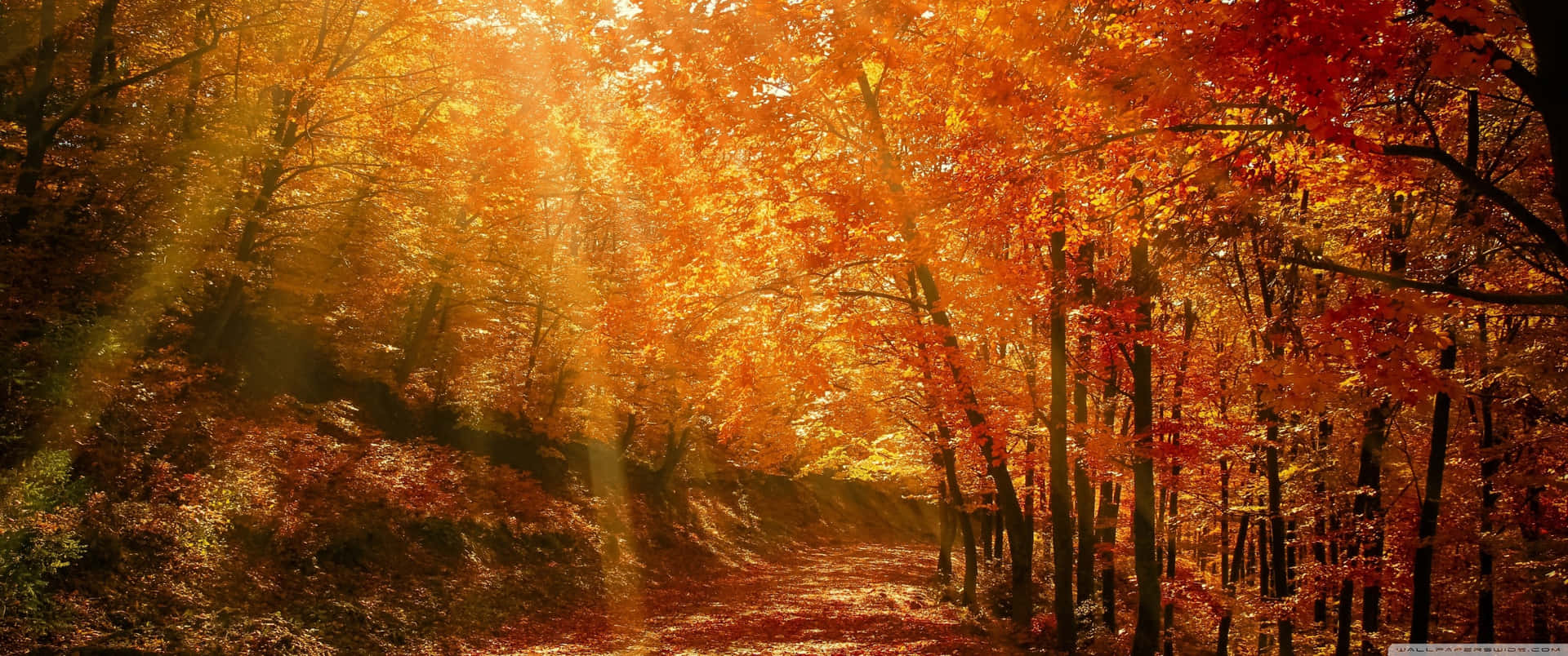 Enchanting Autumn Landscape At 3440x1440 Resolution Background