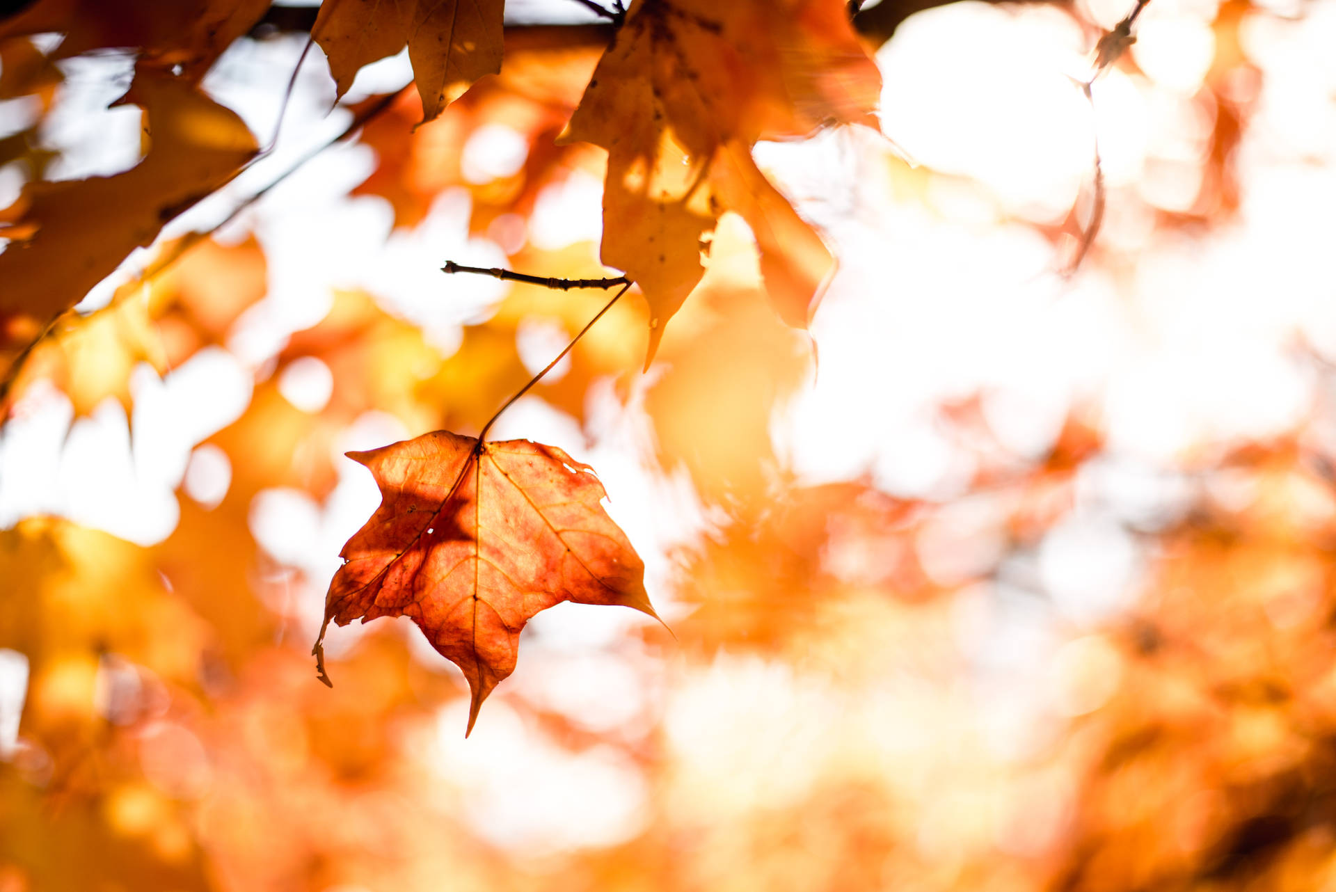 Enchanting Autumn Scenery Background