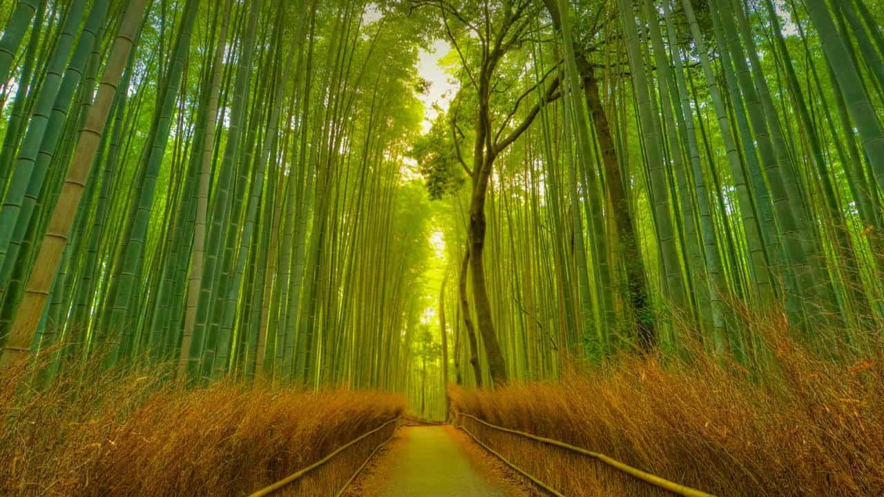 Enchanting_ Bamboo_ Forest_ Path_ H D Background