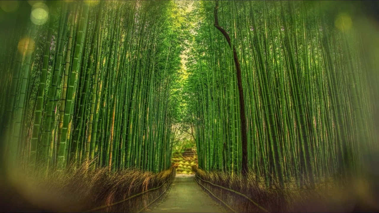 Enchanting Bamboo Forest Path H D Background