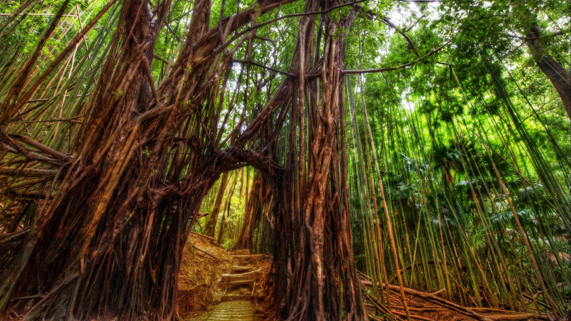 Enchanting Bamboo Hd Background