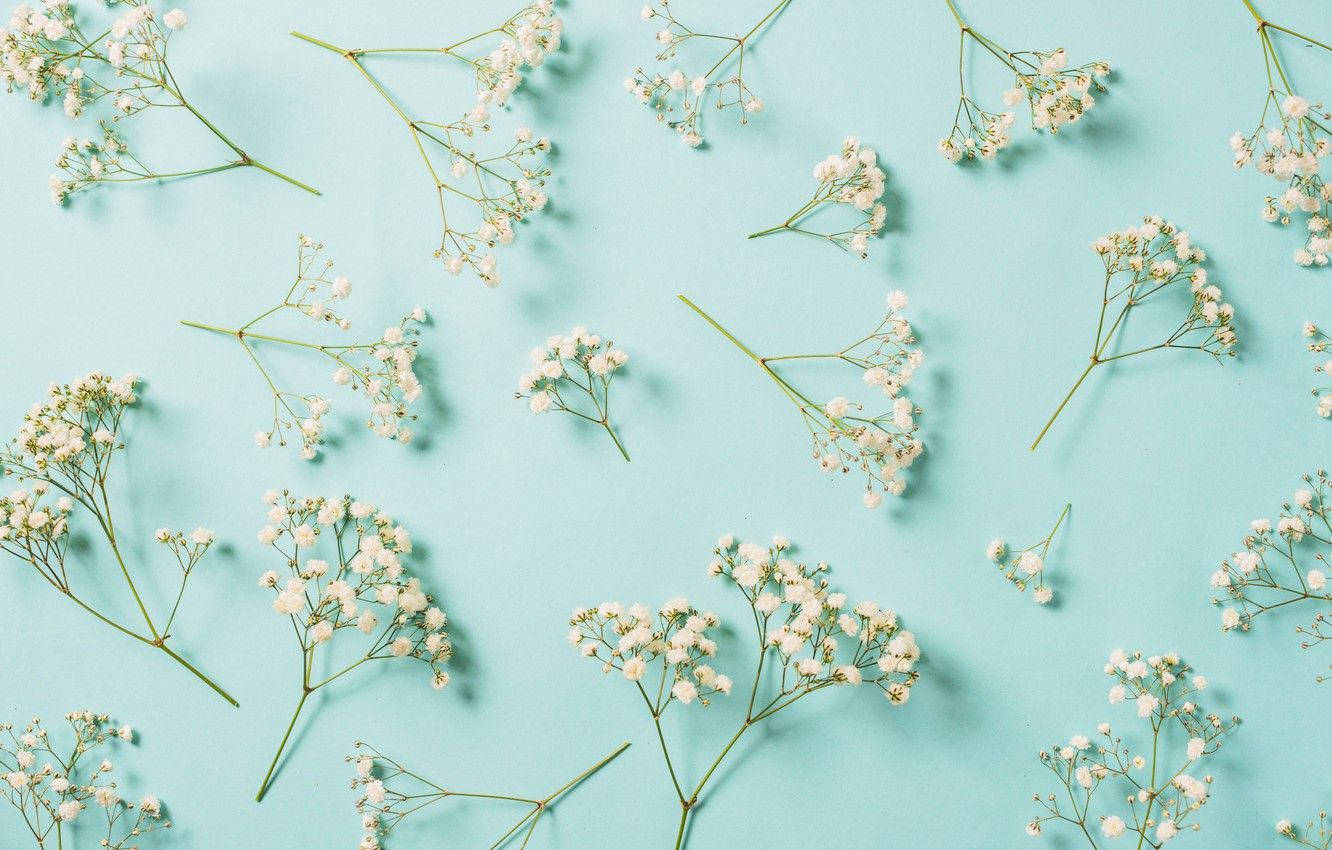 Enchanting Beauty Of Gypsophila White Flower