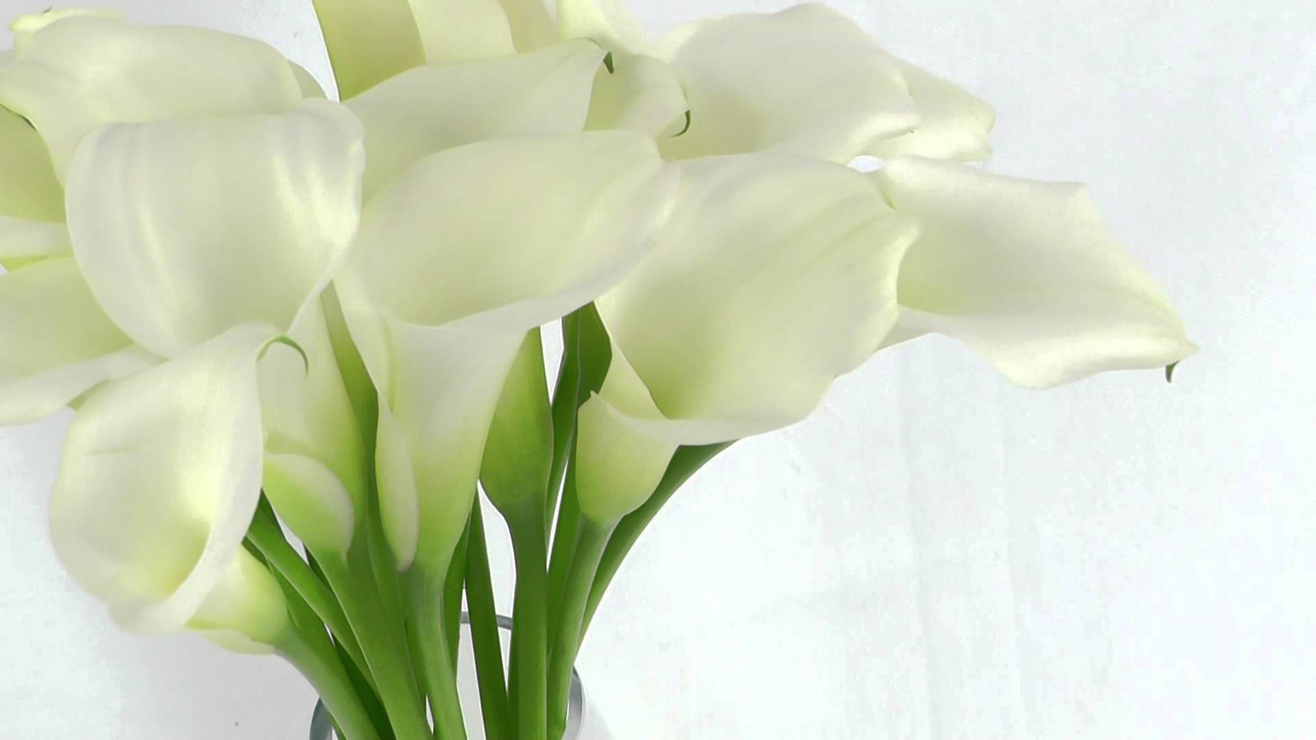Enchanting Beauty Of White Lilies Background