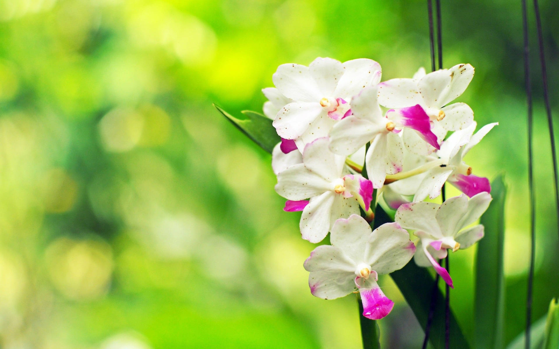 Enchanting Beauty Of White Orchid With Violet Petals Background