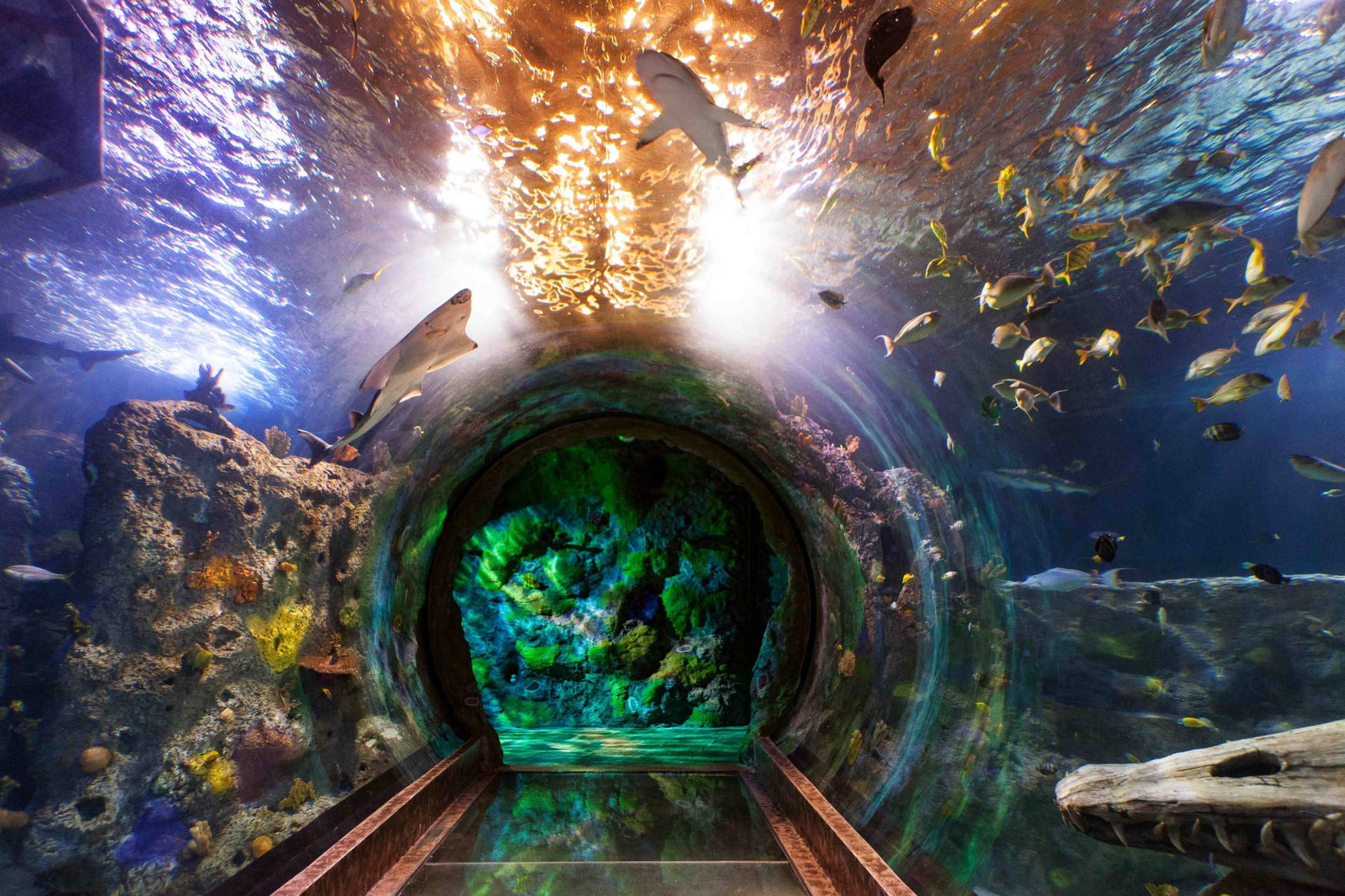 Enchanting Big Aquarium Background