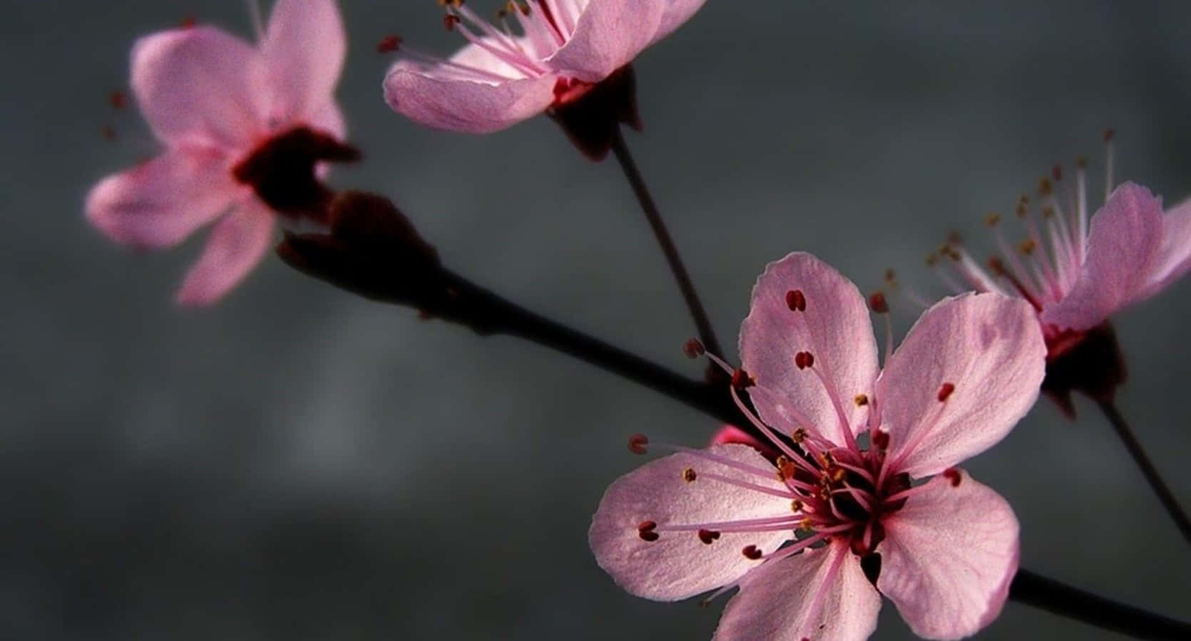 Enchanting Blend Of Gray And Pink Gradient Wallpaper Background