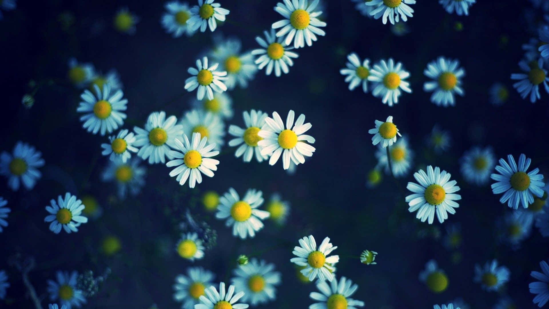 Enchanting Blooms - Adorn Your Screen With Cute Florals Background