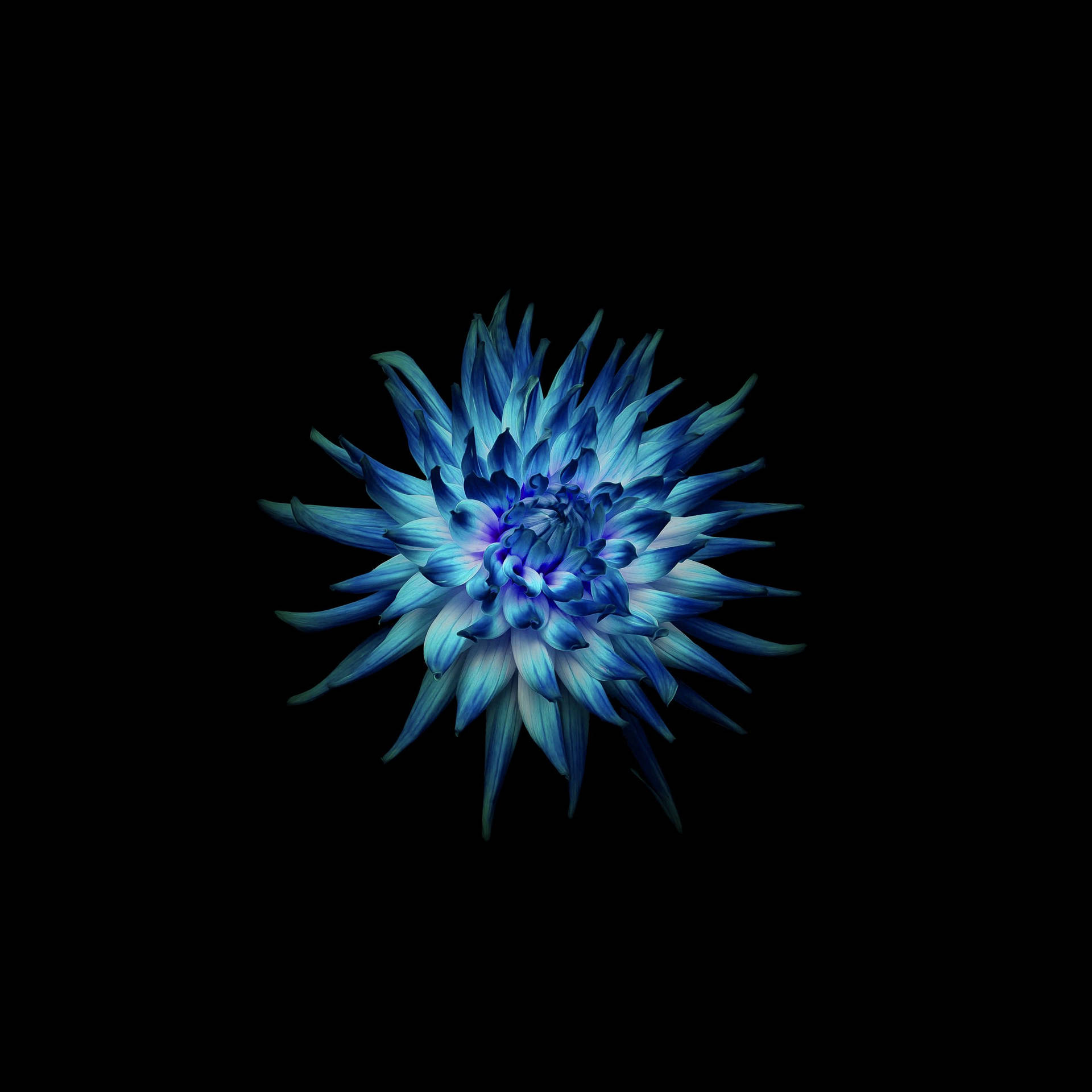 Enchanting Blue Dahlia Blooming In The Dark Background