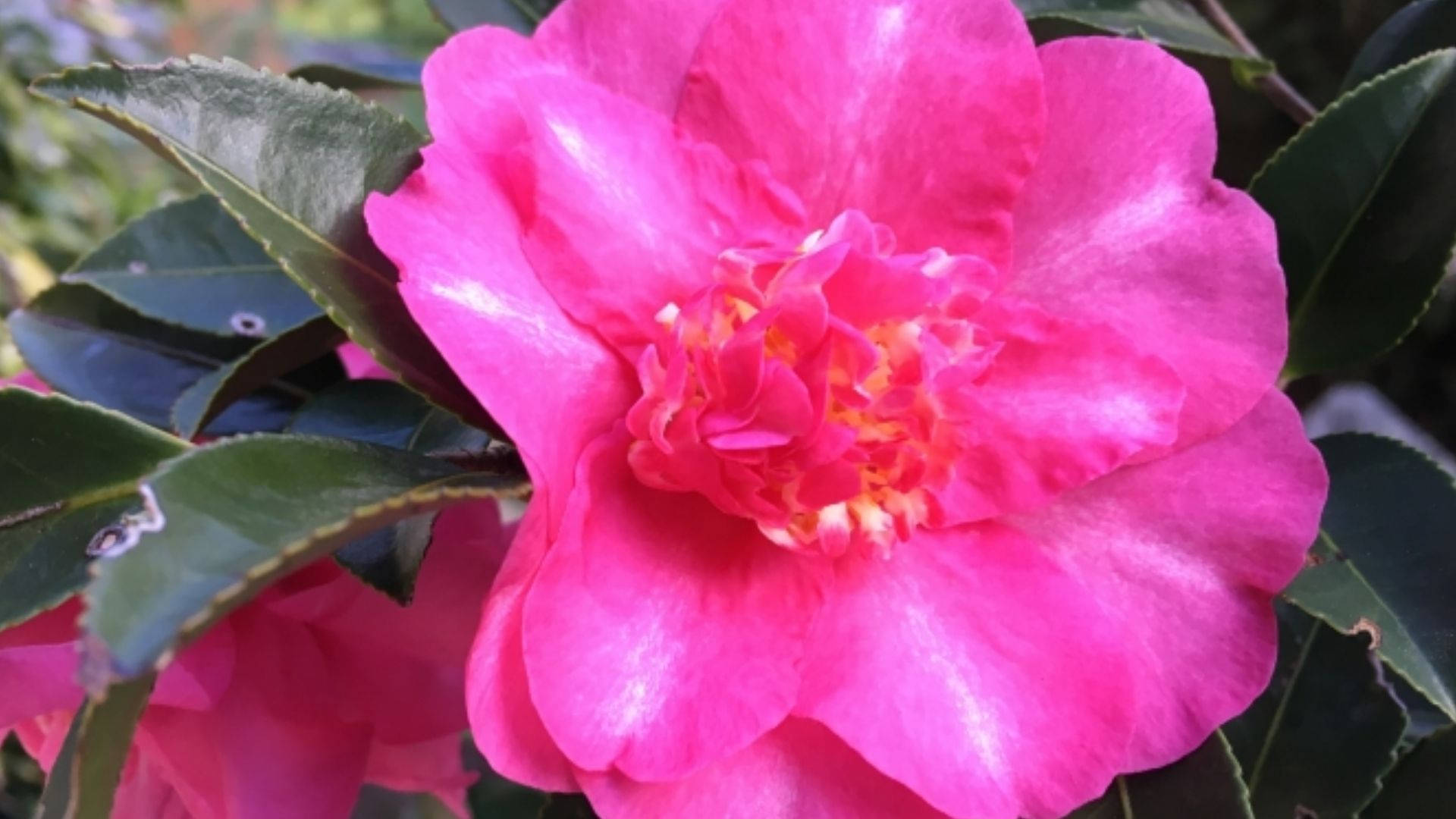 Enchanting Camellia Sasanqua
