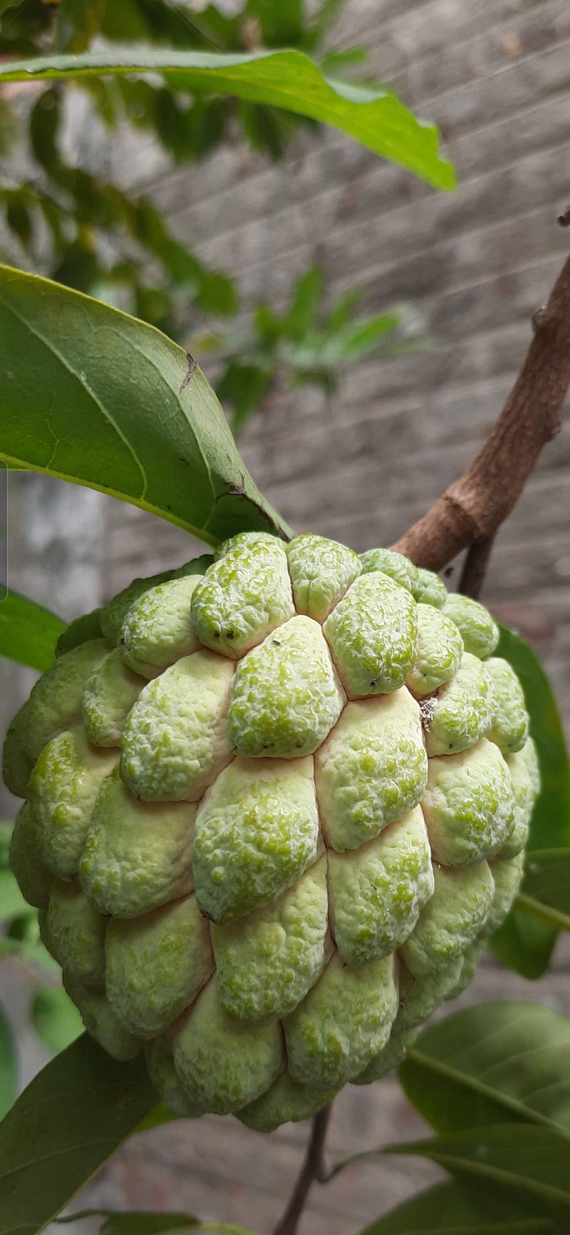 Enchanting Custard Apple Hanging Gracefully From A Tree Branch Background