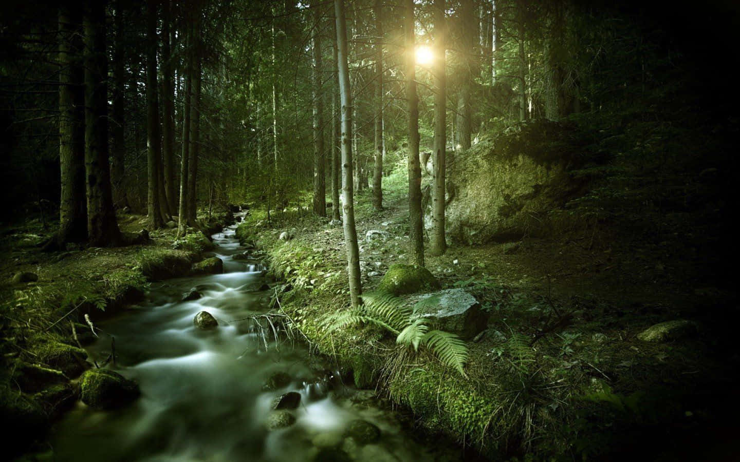 Enchanting Dark Green Forest Background