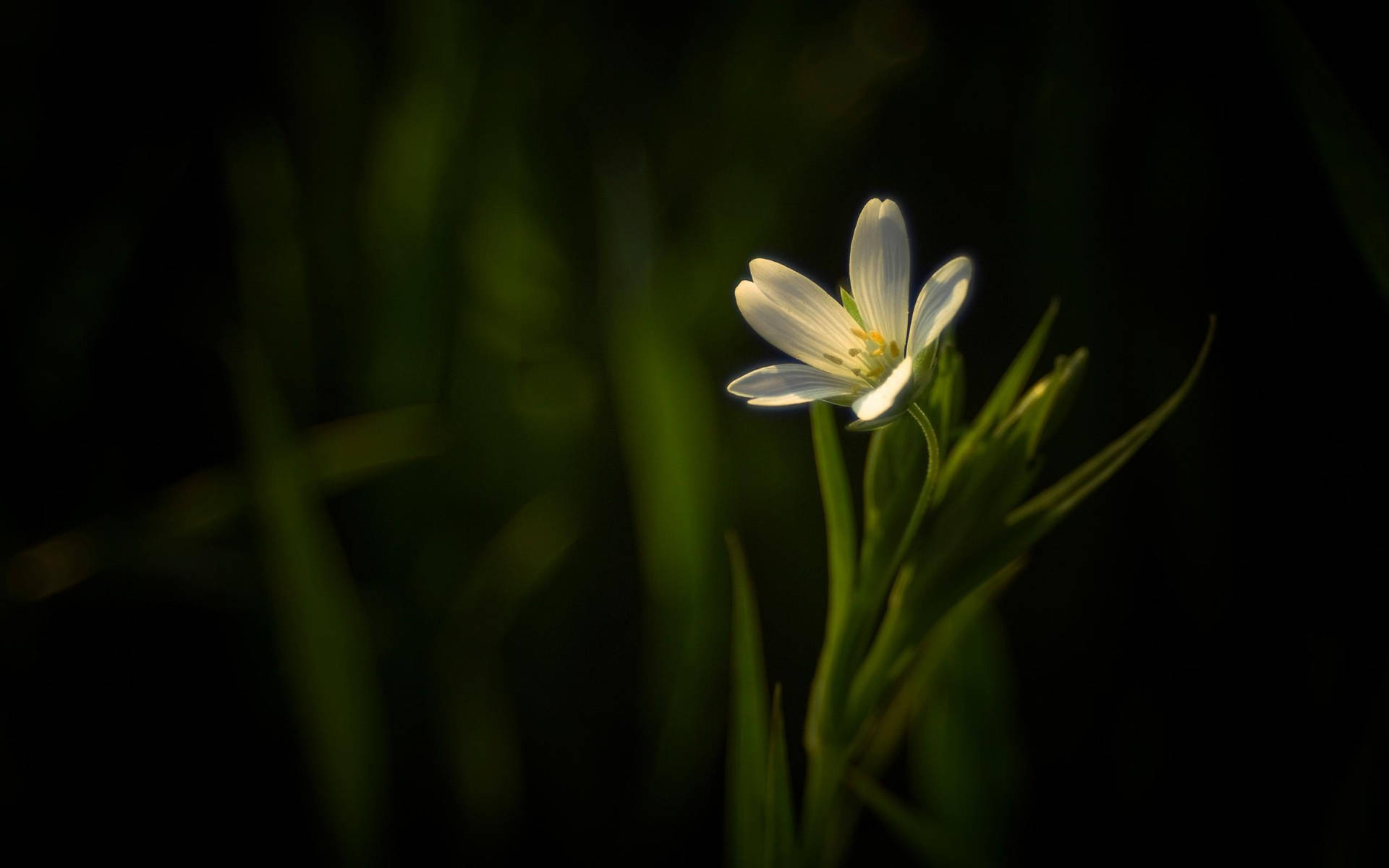 Enchanting Dark Hd Flowers Display Background