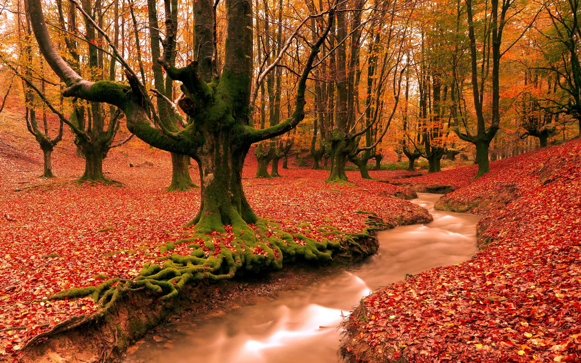 Enchanting Fall Autumn Desktop Background