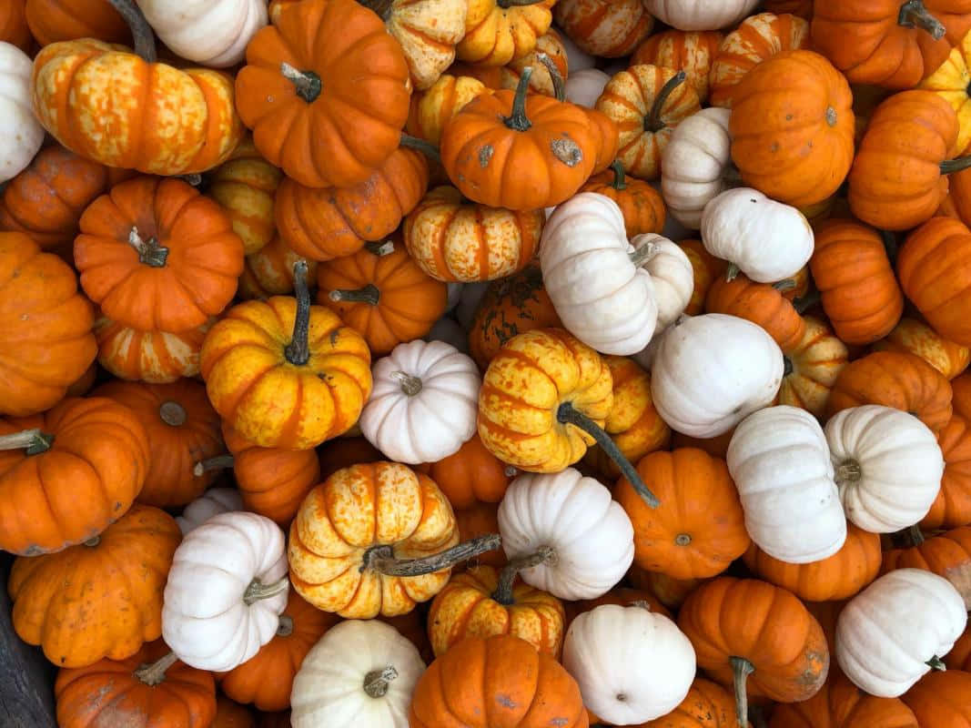 Enchanting Fall Pumpkin Display Background