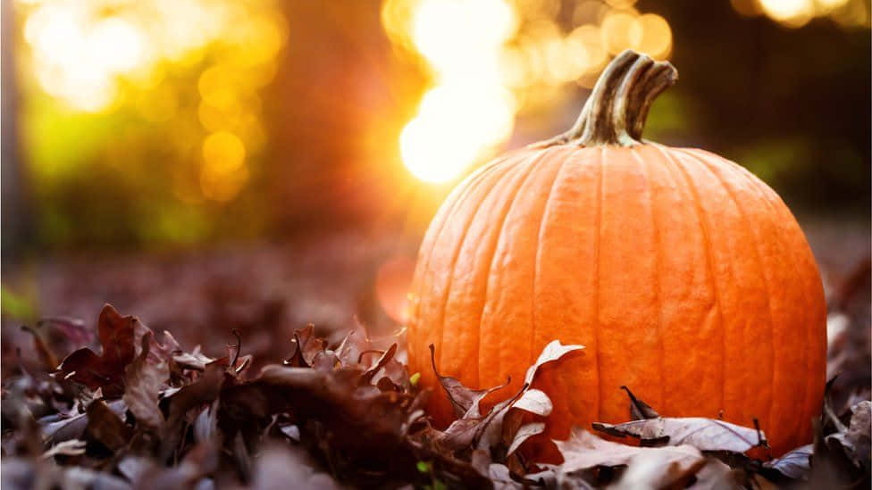 Enchanting Fall Pumpkin Display Background