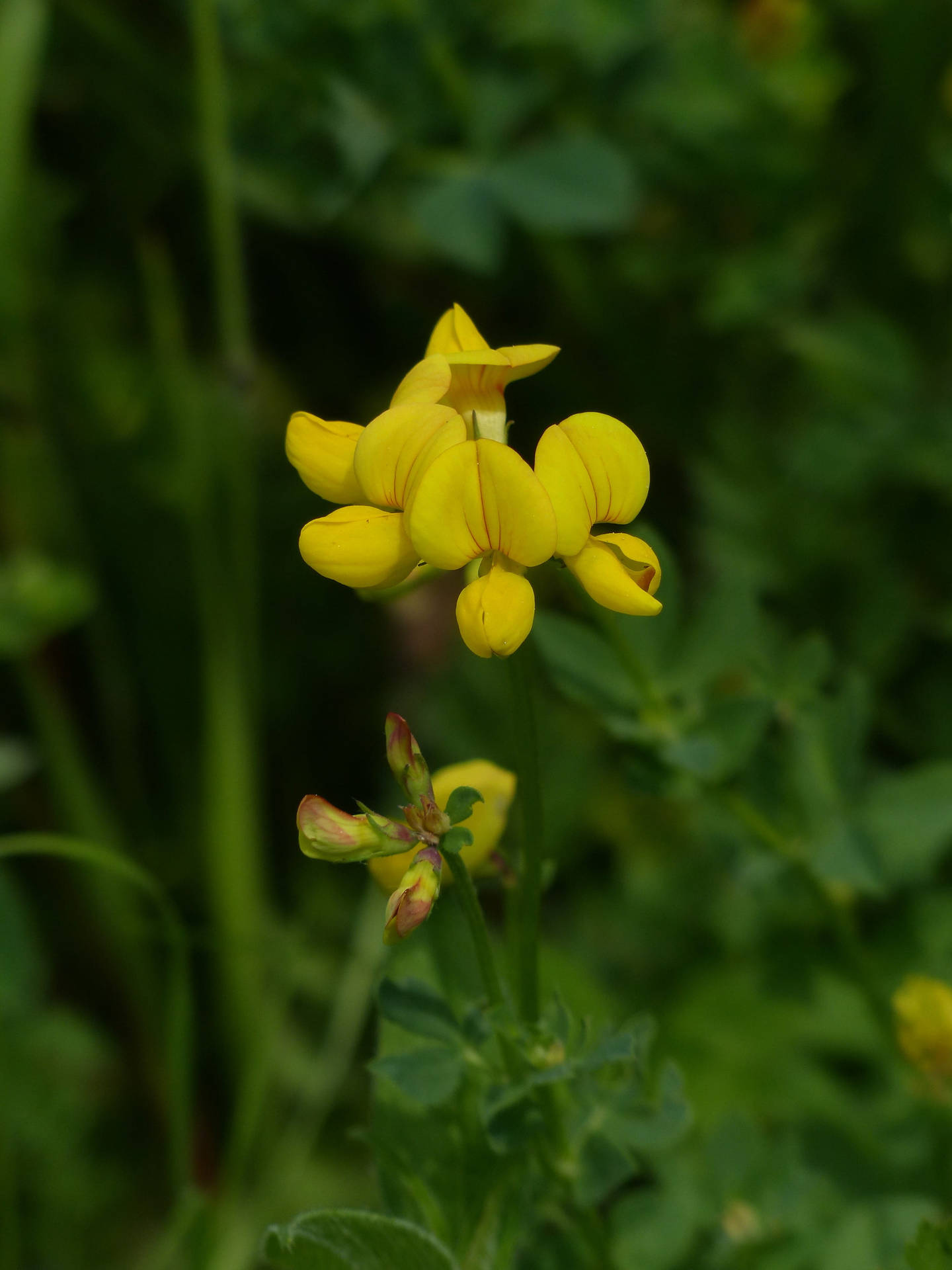 Enchanting Fenugreek Flower In Full Bloom