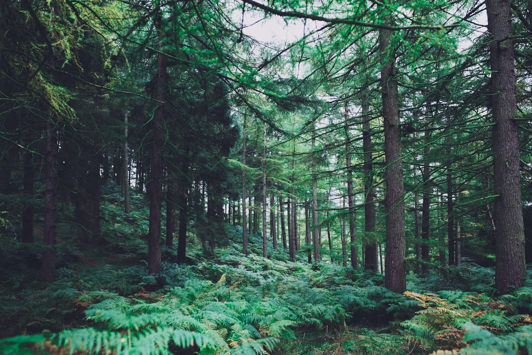 Enchanting Forest Greenery Desktop Wallpaper Background