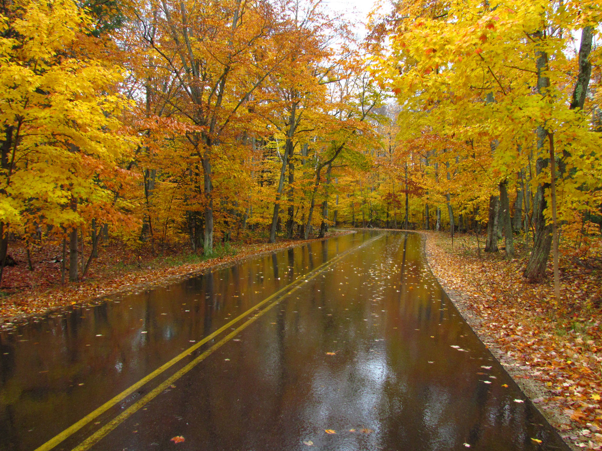 Enchanting Forest In The Heart Of Milwaukee Background