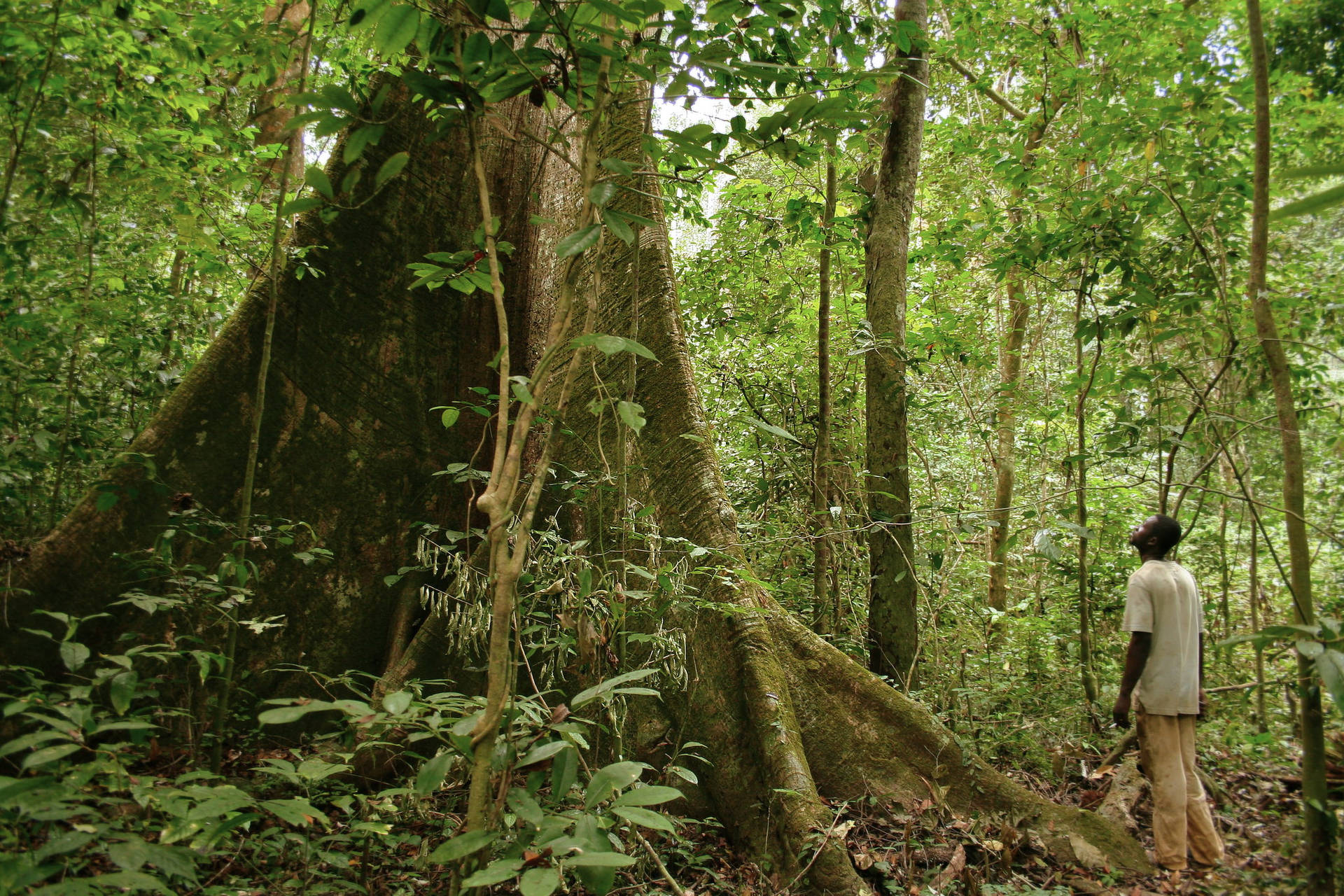 Enchanting Forest View In Gabon Background