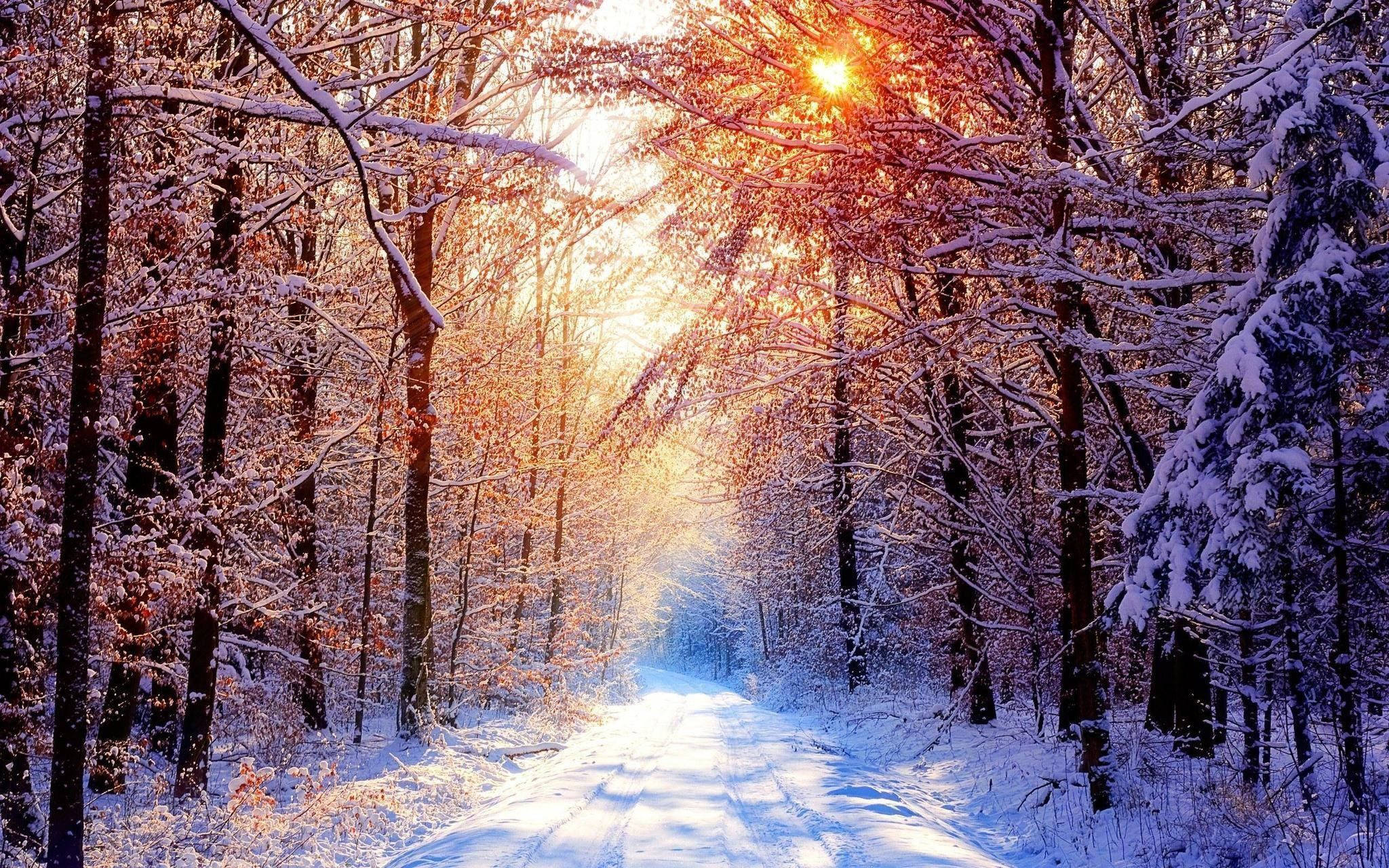 Enchanting Forest Winter Scenery Background