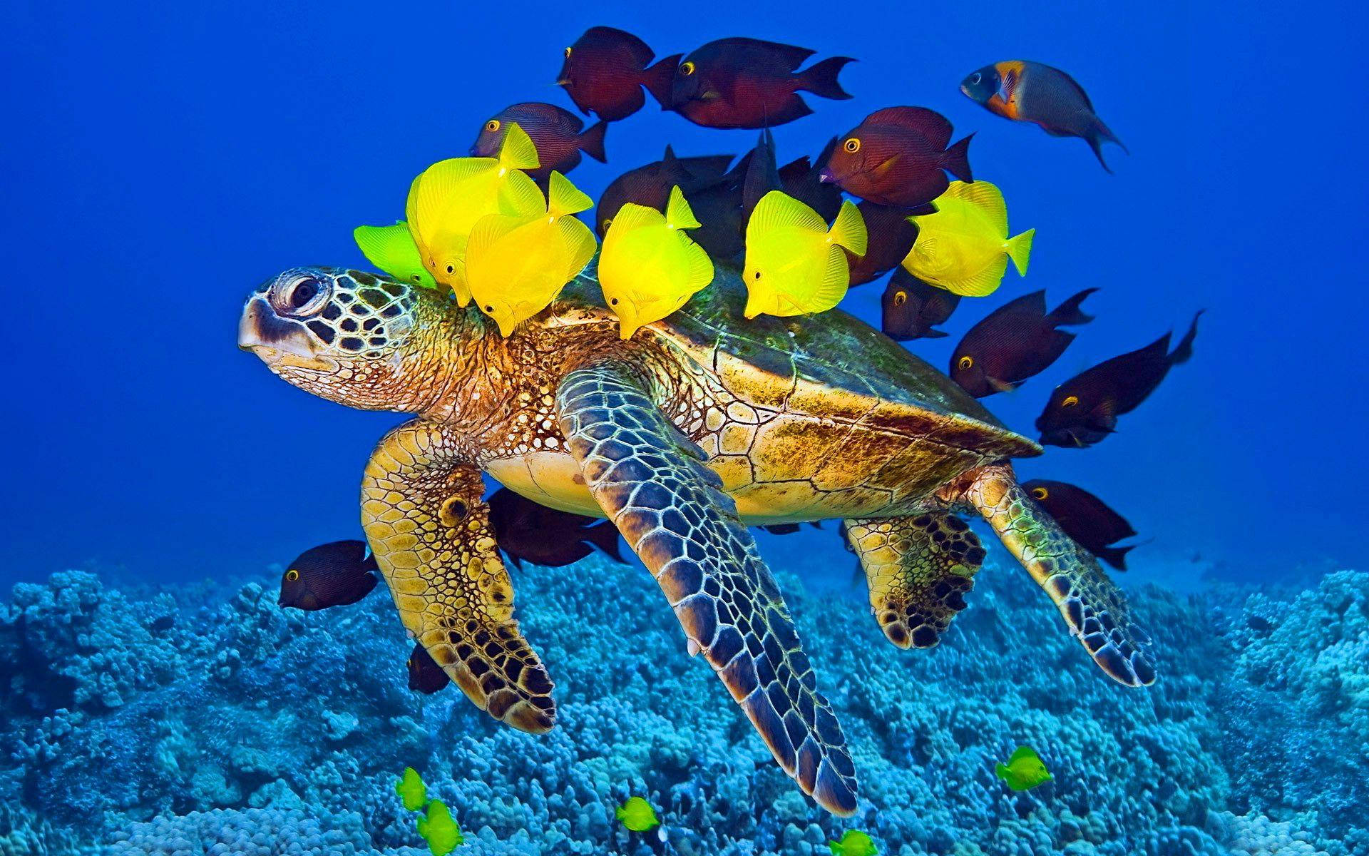 Enchanting Journey: Sea Turtle Swimming Among Fish Background