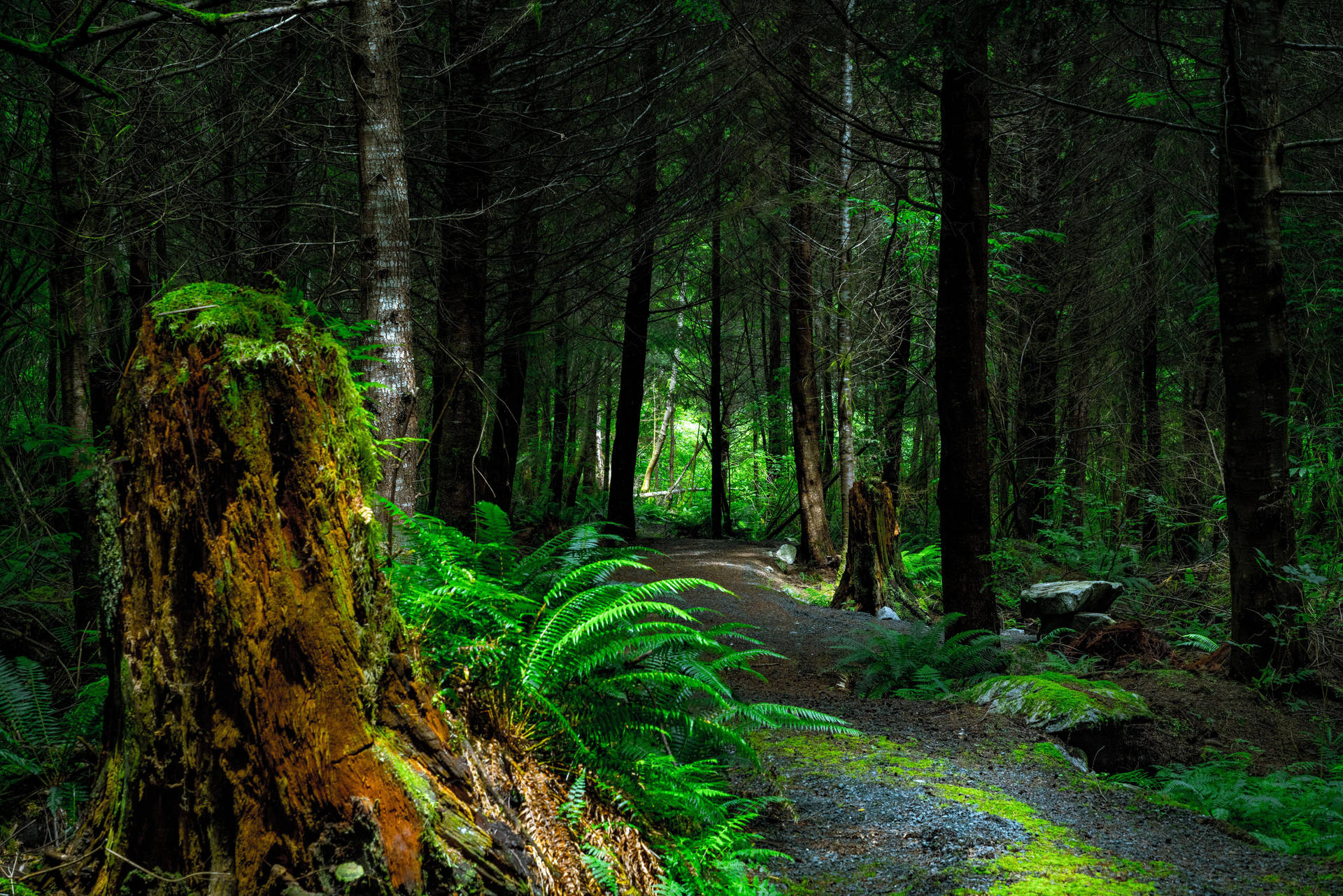 Enchanting Mossy Path Through Rainforest Background