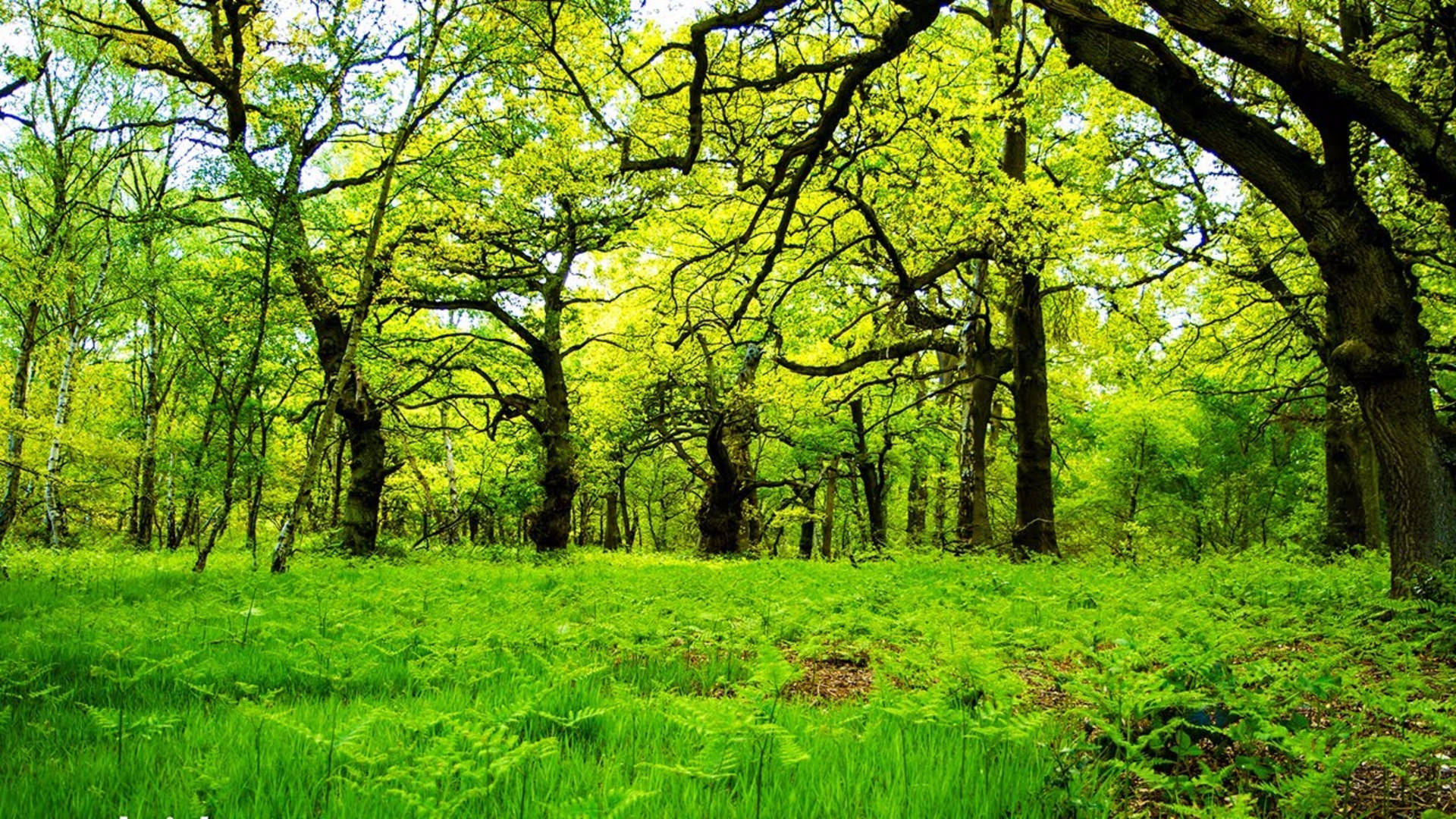 Enchanting Oak Forest Scenery Background