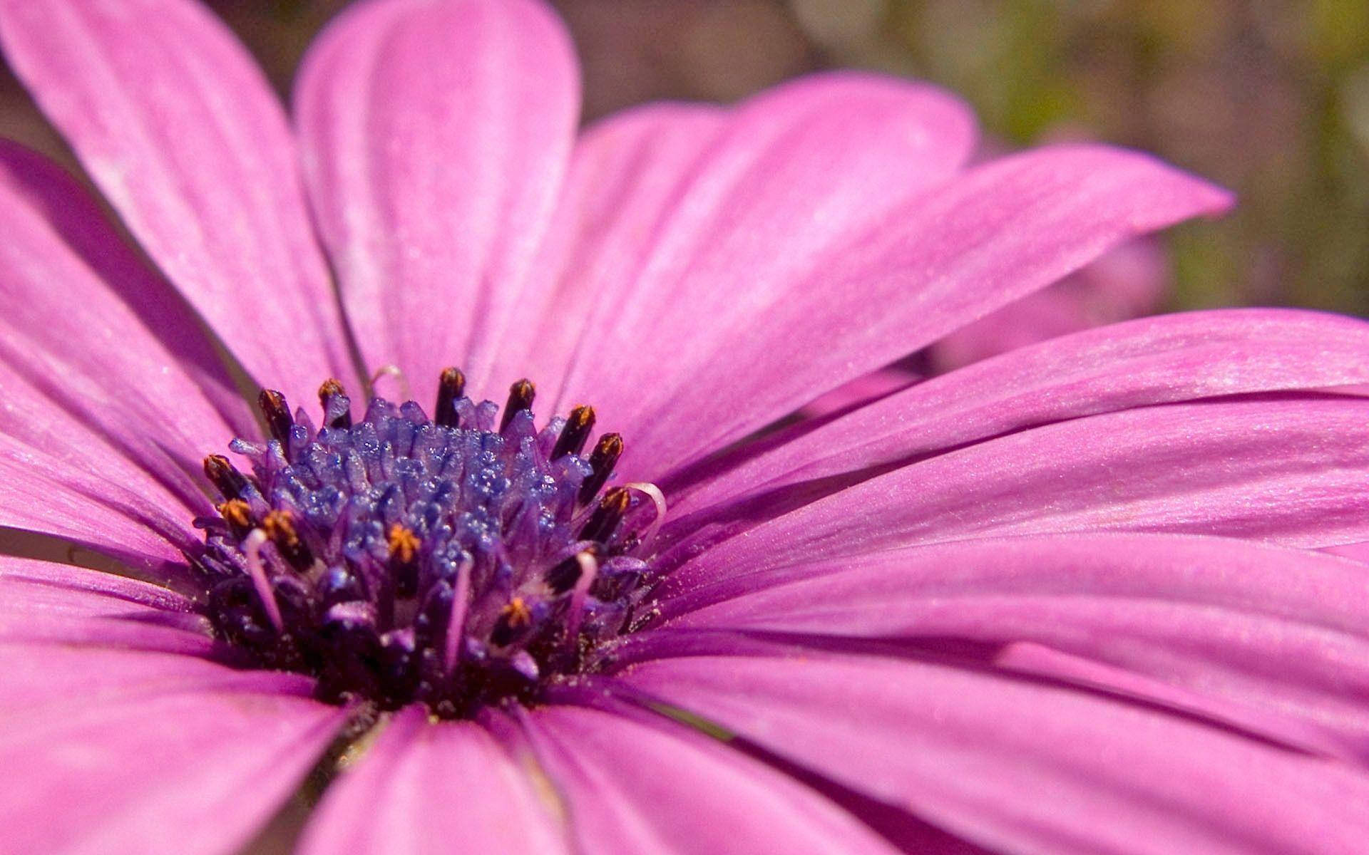 Enchanting Pink-purple Floral Bloom Background