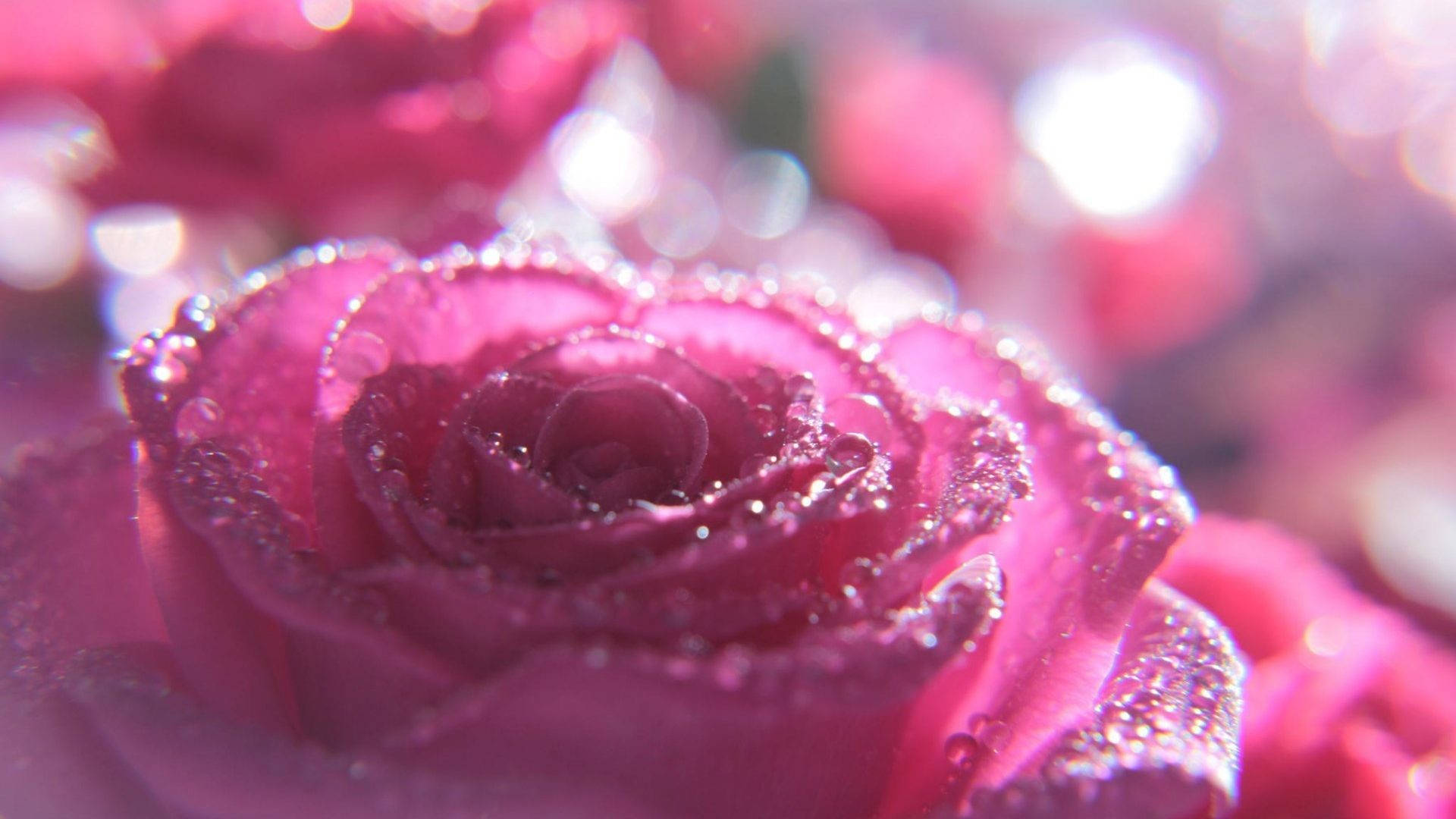 Enchanting Pink Sparkle Rose Background