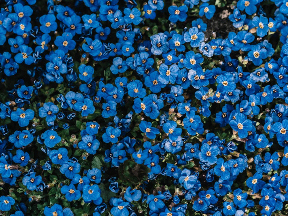 Enchanting Portrait Of Blue Anemone Flowers Background