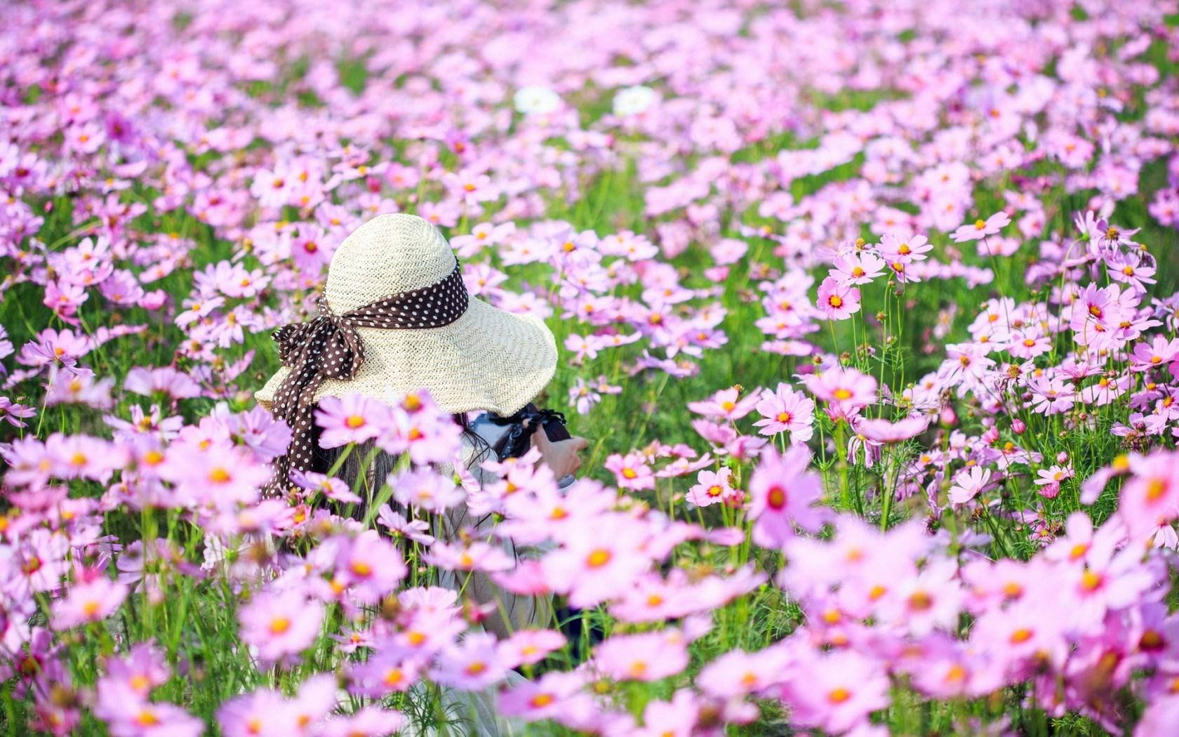 Enchanting Purple Cosmos Flower Field Background