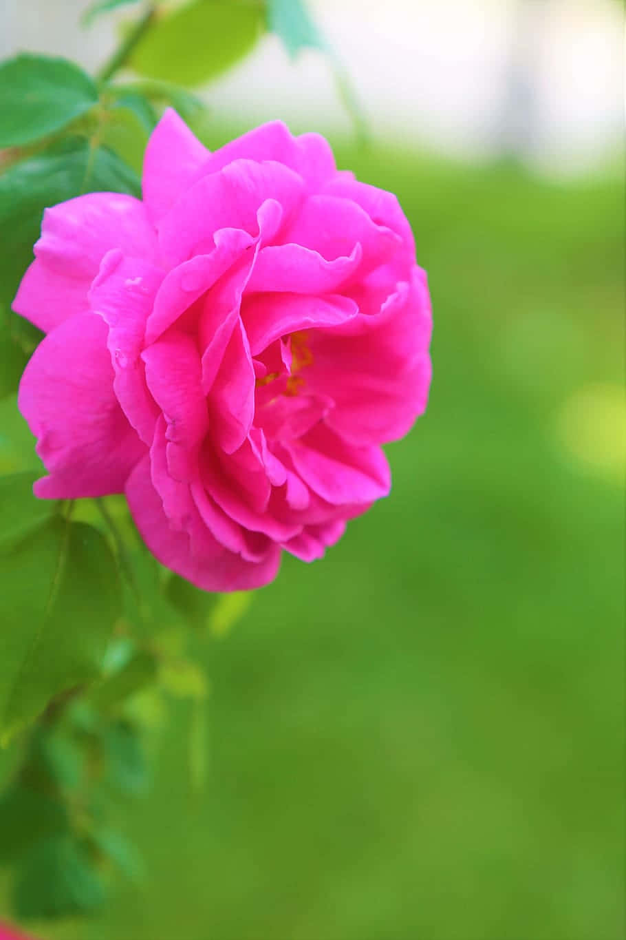 Enchanting Purple Flower In Nature Background