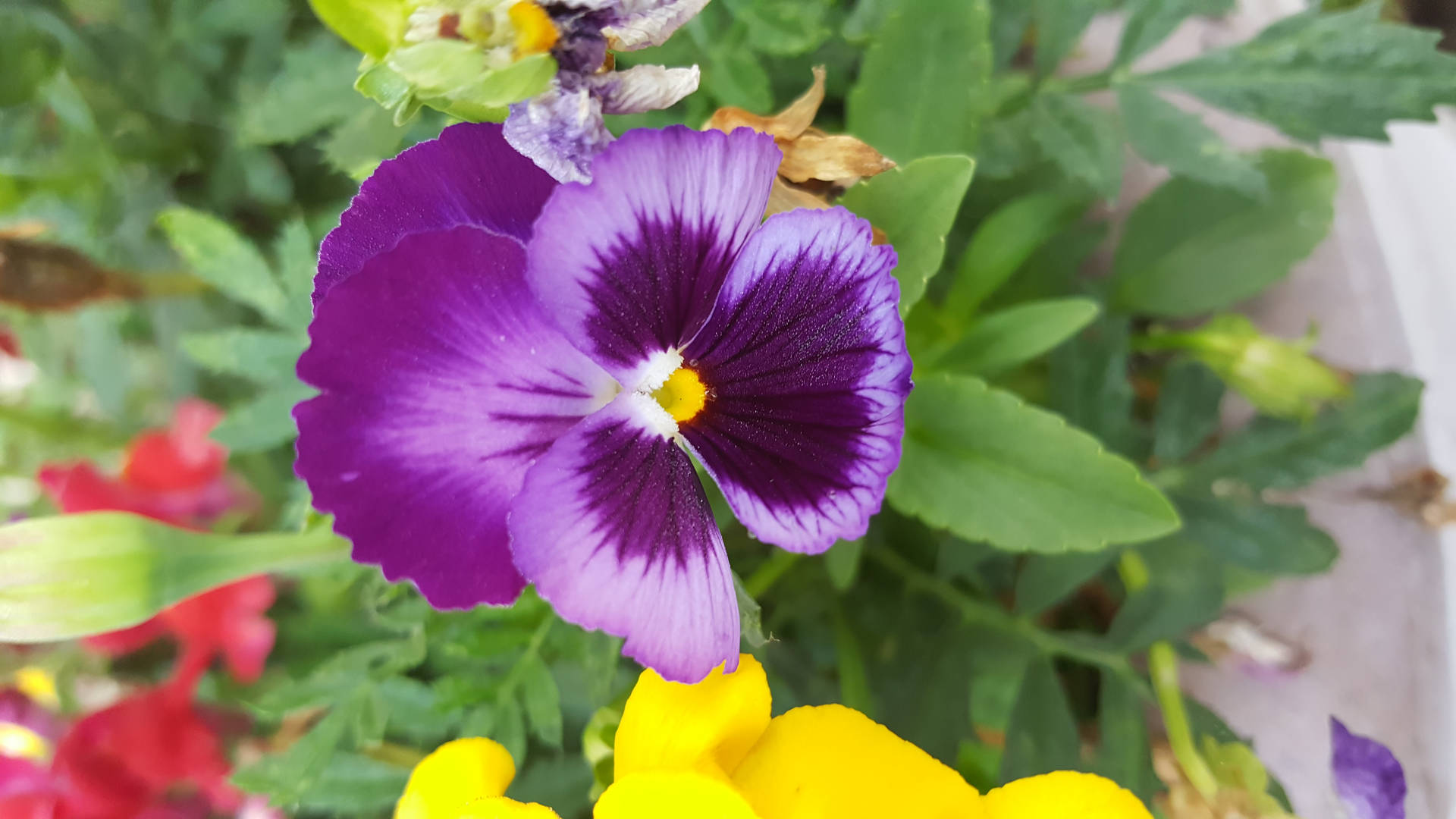 Enchanting Purple-yellow Flower In Bloom Background