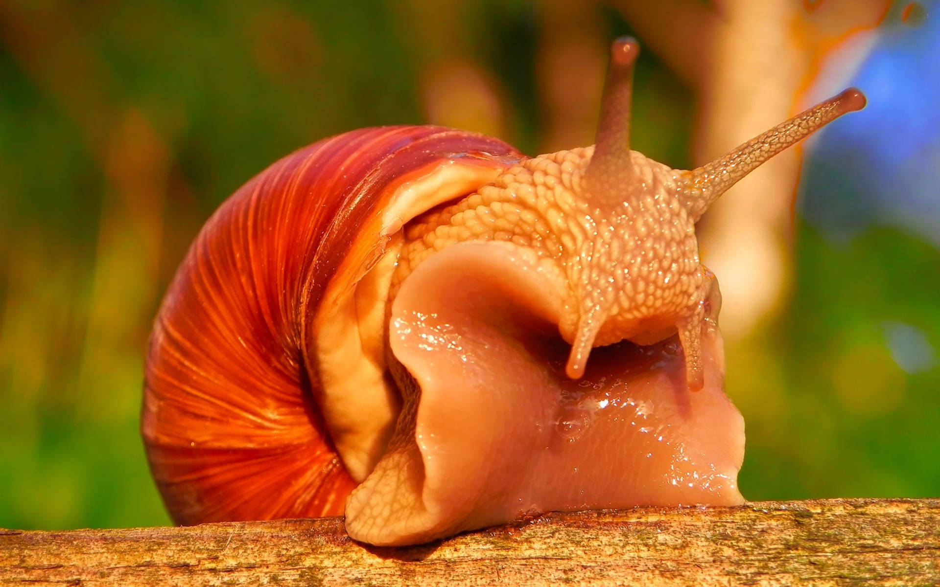 Enchanting Roman Snail Up Close Background