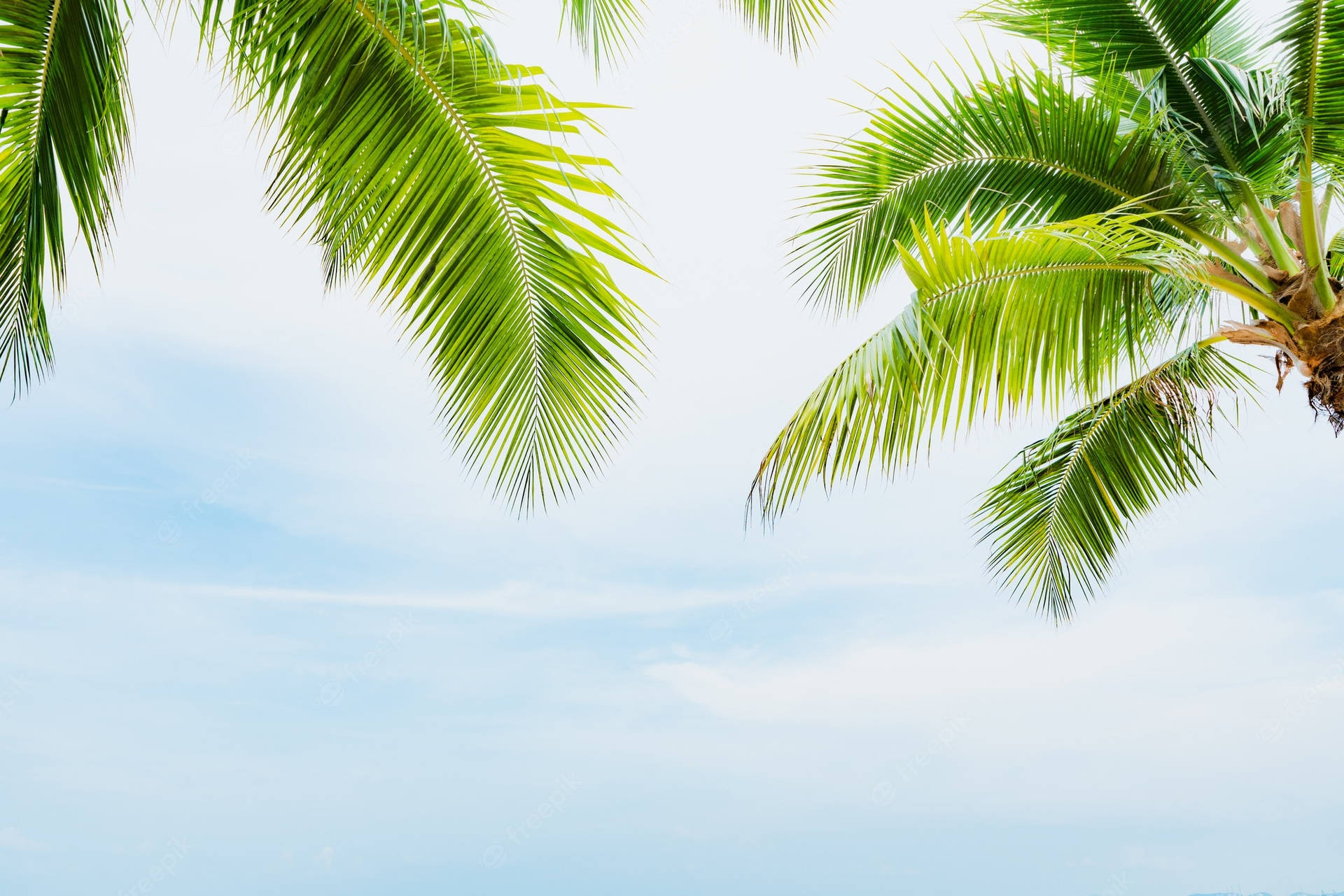 Enchanting Scenery Of Tall Coconut Trees Background