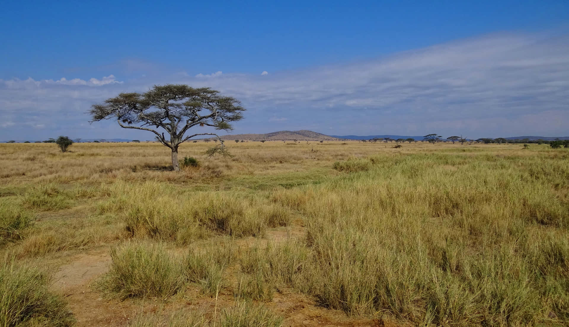 Enchanting Serengeti National Park Landscape Background